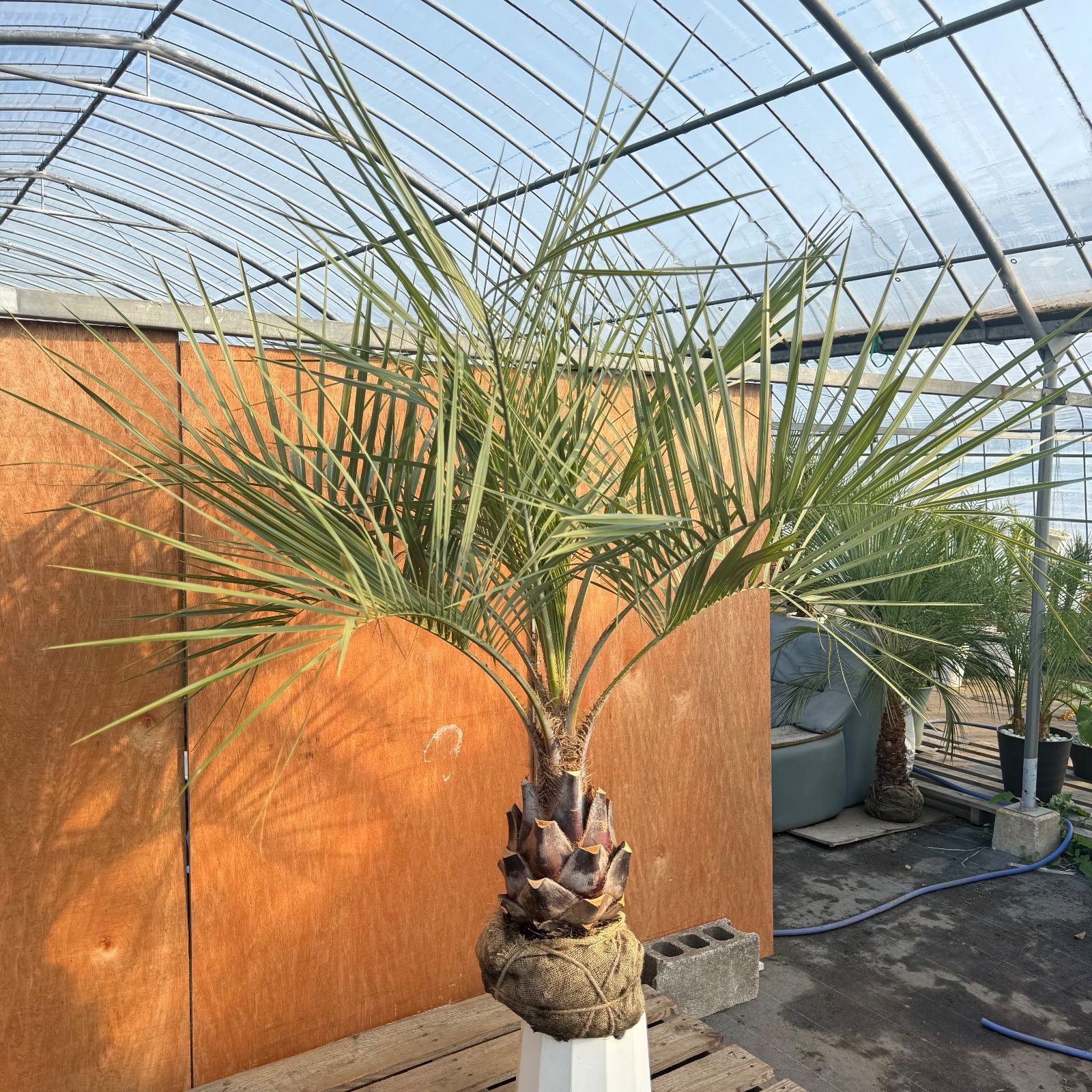 お庭がリゾートに🌴ココスヤシ【幹太70cm／葉先150cm】シルバーリーフ