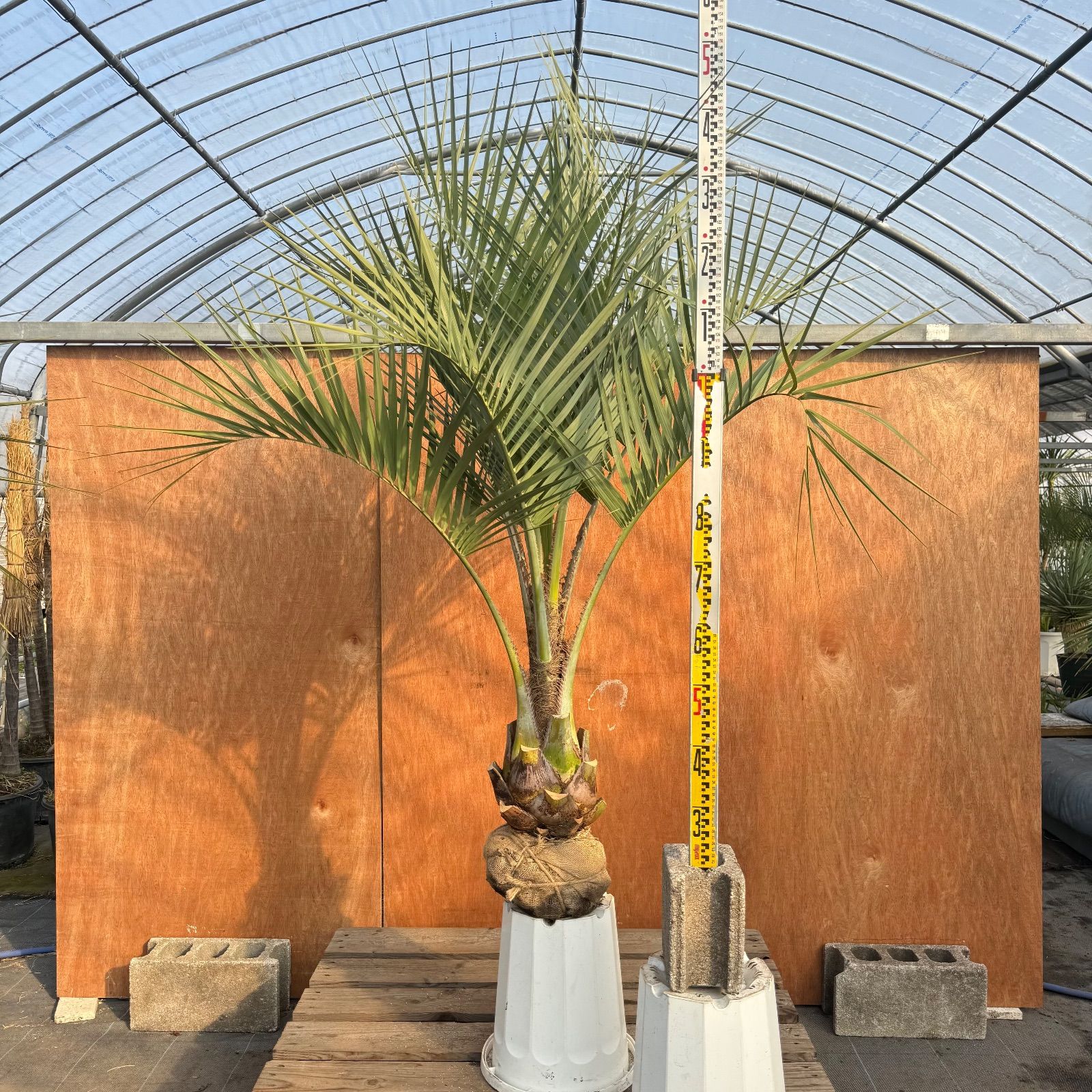 お庭がリゾートに🌴ココスヤシ【幹太70cm／葉先150cm】シルバーリーフ