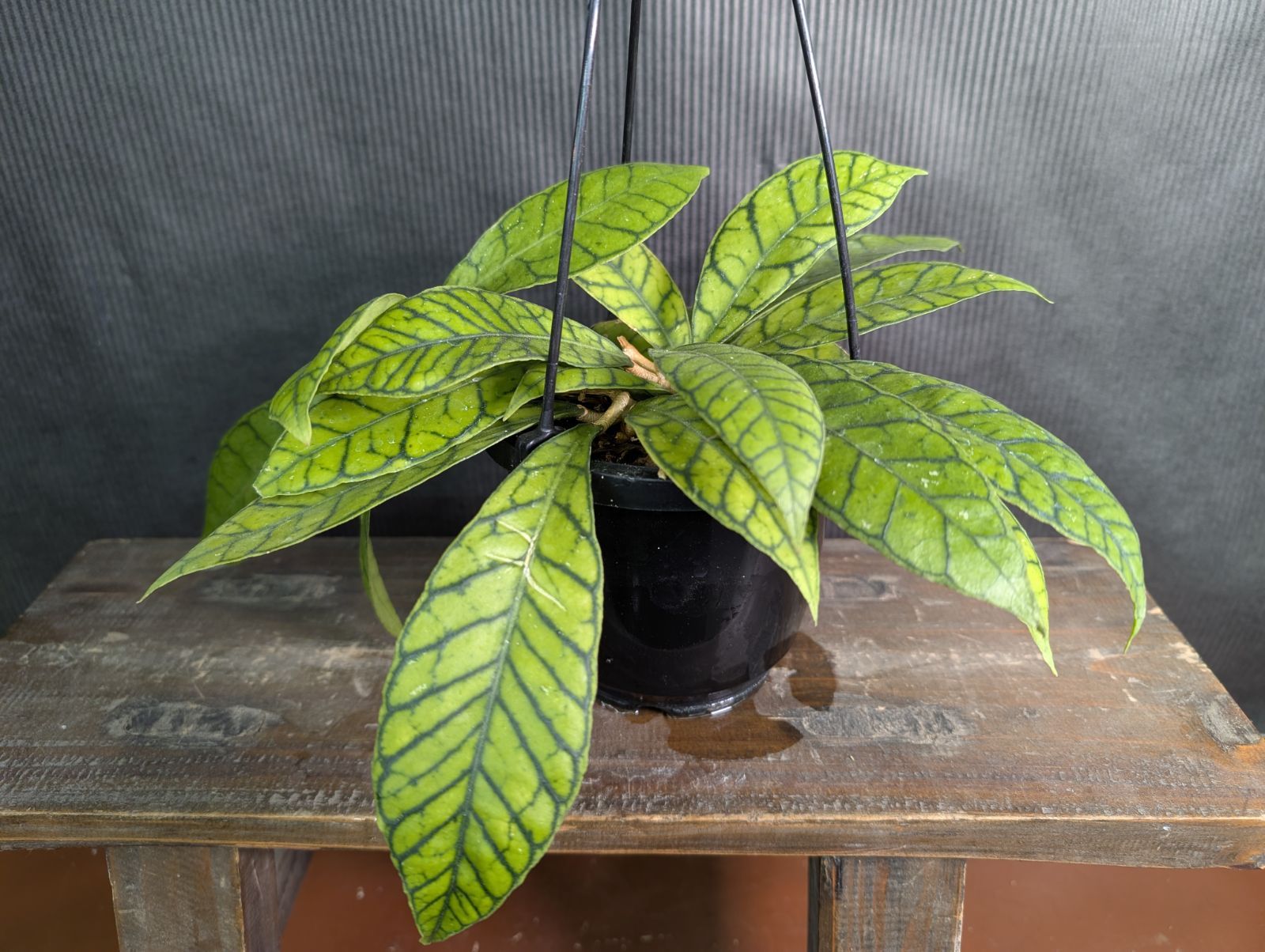 ホヤ カリストフィラ 4寸 吊り鉢 ④ - メルカリ