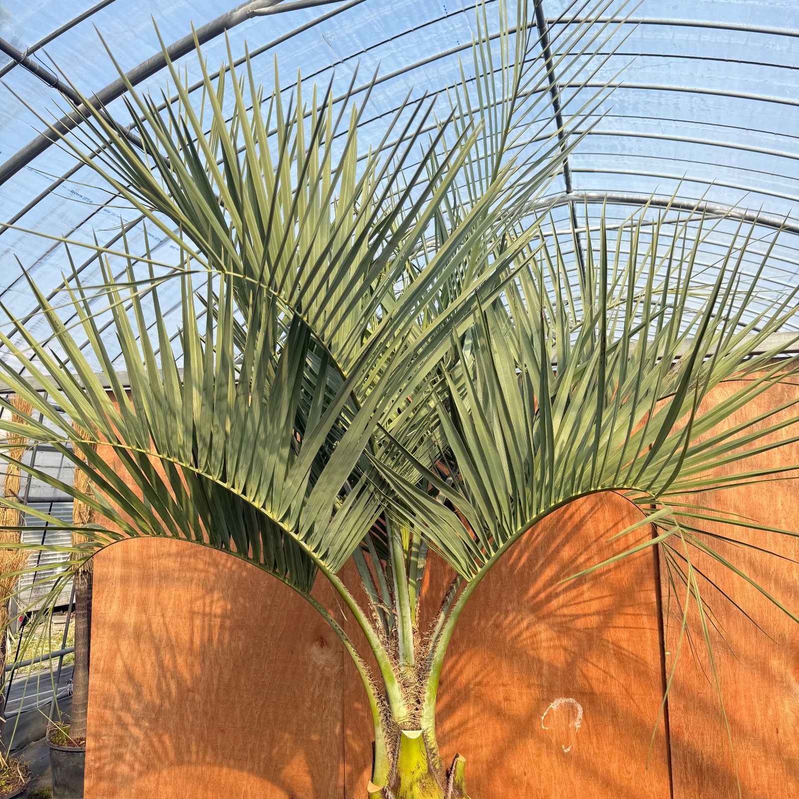 お庭がリゾートに🌴ココスヤシ【幹太70cm／葉先180cm】シルバーリーフ