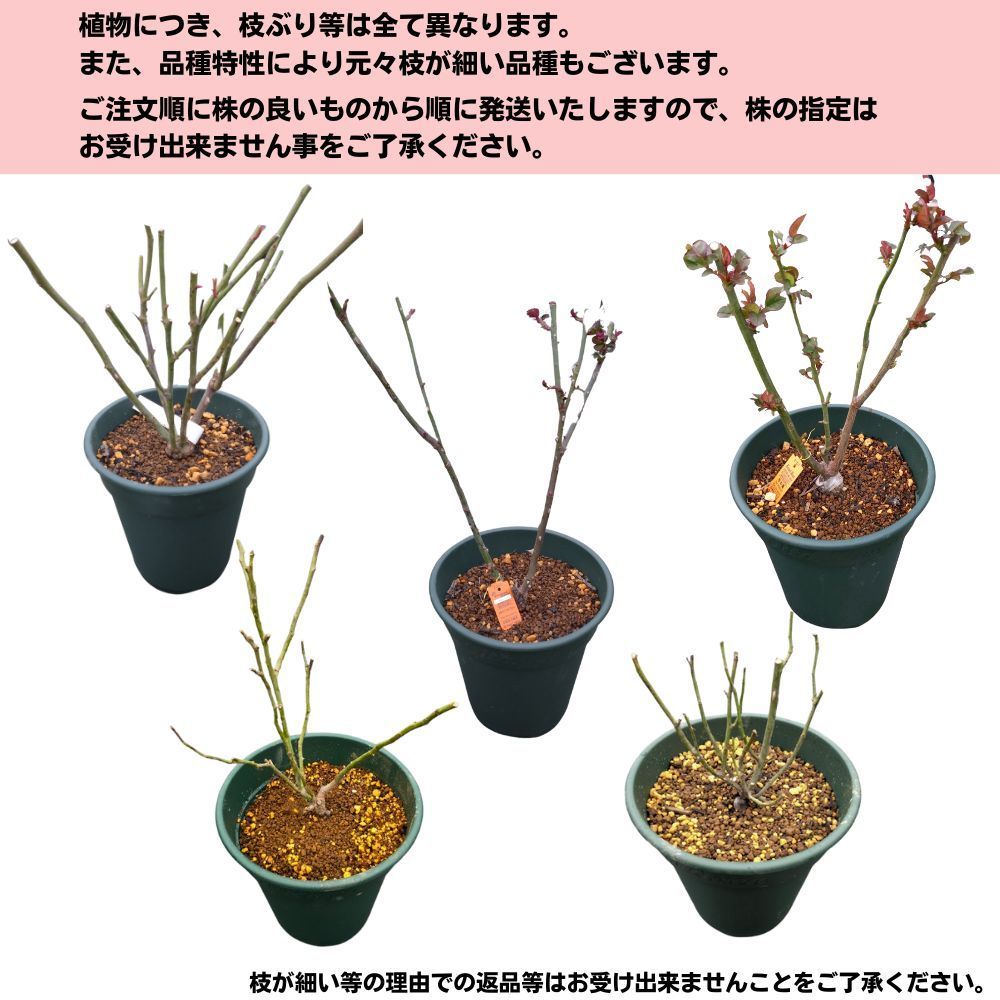 8号鉢仕様／ バラ苗 サンセットグロウ 2年生大苗 接木苗◇CL