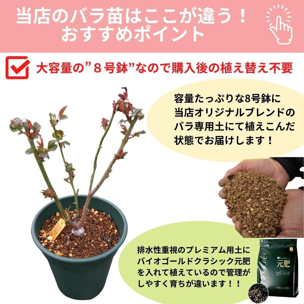 8号鉢仕様／ バラ苗 ノヴァーリス 2年生大苗 接木苗◇HT ハイブリッド