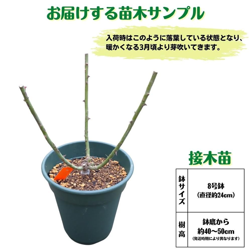 8号鉢仕様／ バラ苗 ノヴァーリス 2年生大苗 接木苗◇HT ハイブリッド