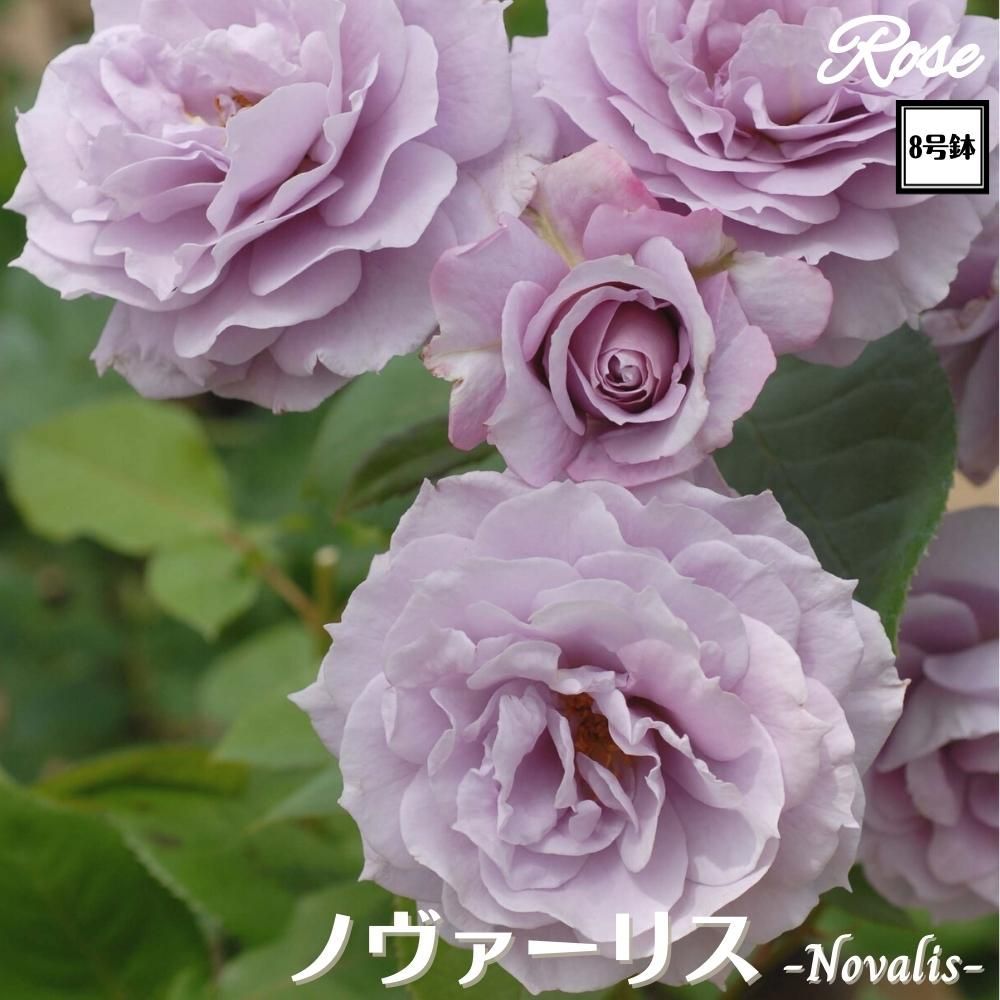 8号鉢仕様／ バラ苗 ノヴァーリス 2年生大苗 接木苗◇HT ハイブリッド