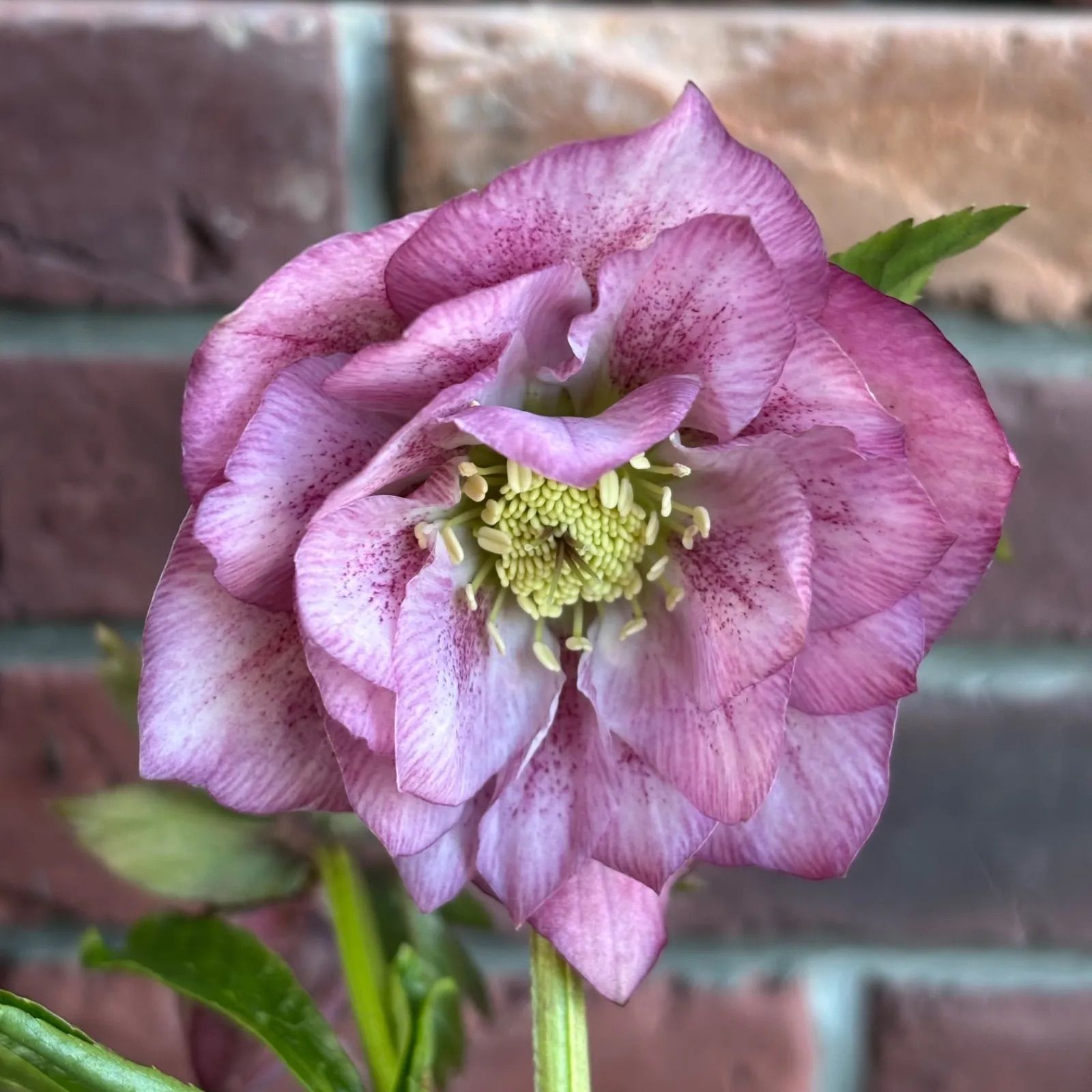 現品開花株】 クリスマスローズ ダブル咲き 126-1 4.5号ポット苗