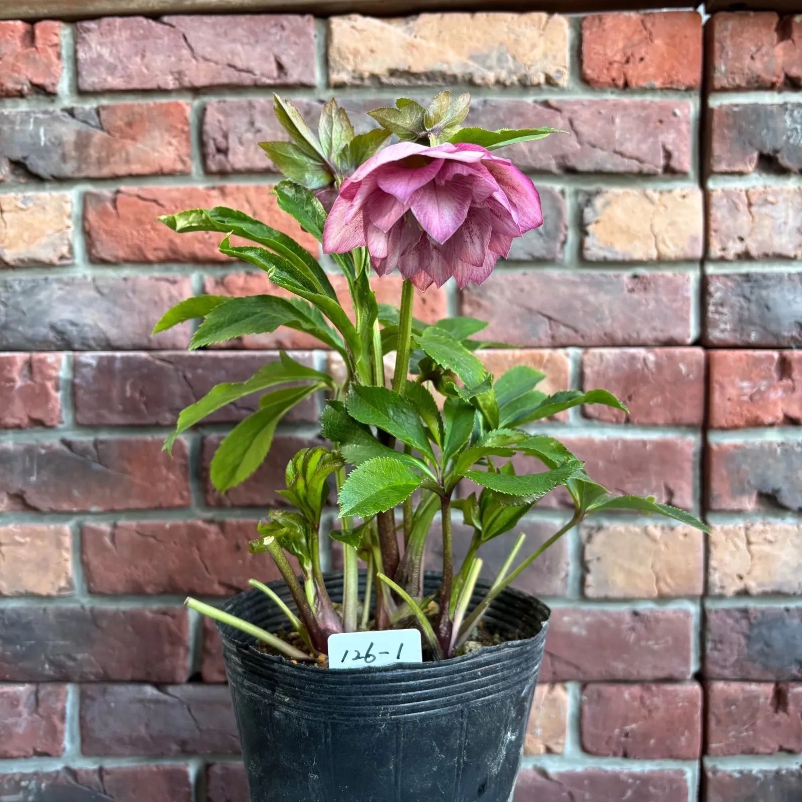 現品開花株】 クリスマスローズ ダブル咲き 126-1 4.5号ポット苗