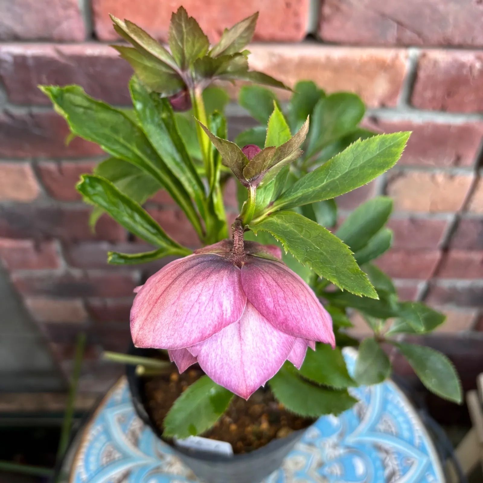 現品開花株】 クリスマスローズ ダブル咲き 126-1 4.5号ポット苗