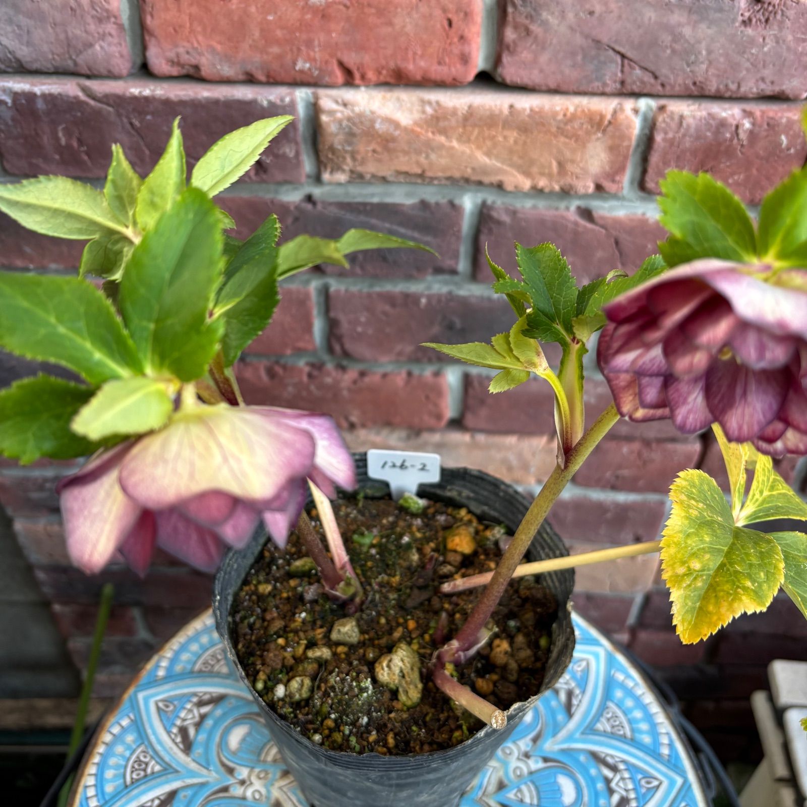 現品開花株】 クリスマスローズ ゴールド系ダブル咲き 126-2 4.5号