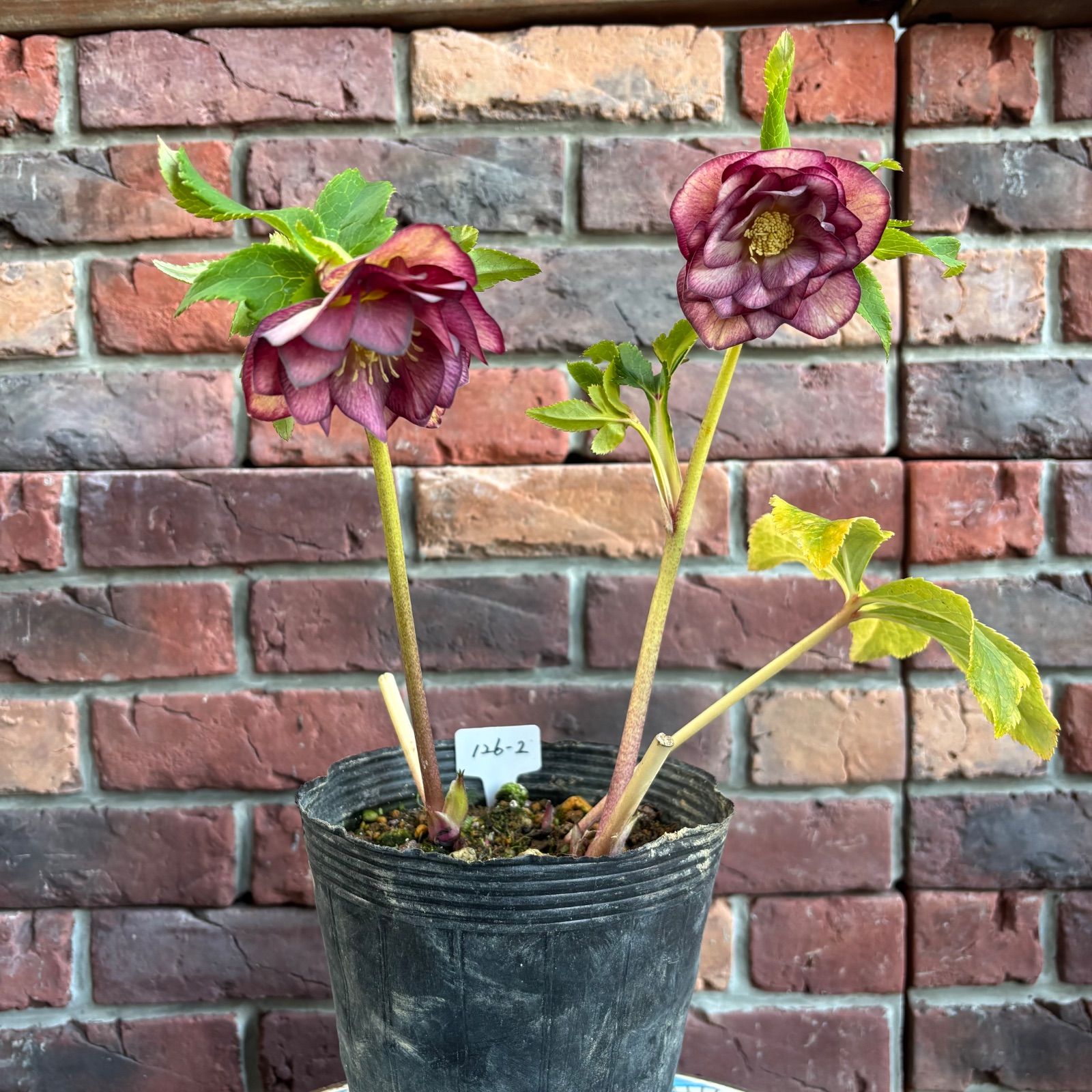 現品開花株】 クリスマスローズ ゴールド系ダブル咲き 126-2 4.5号