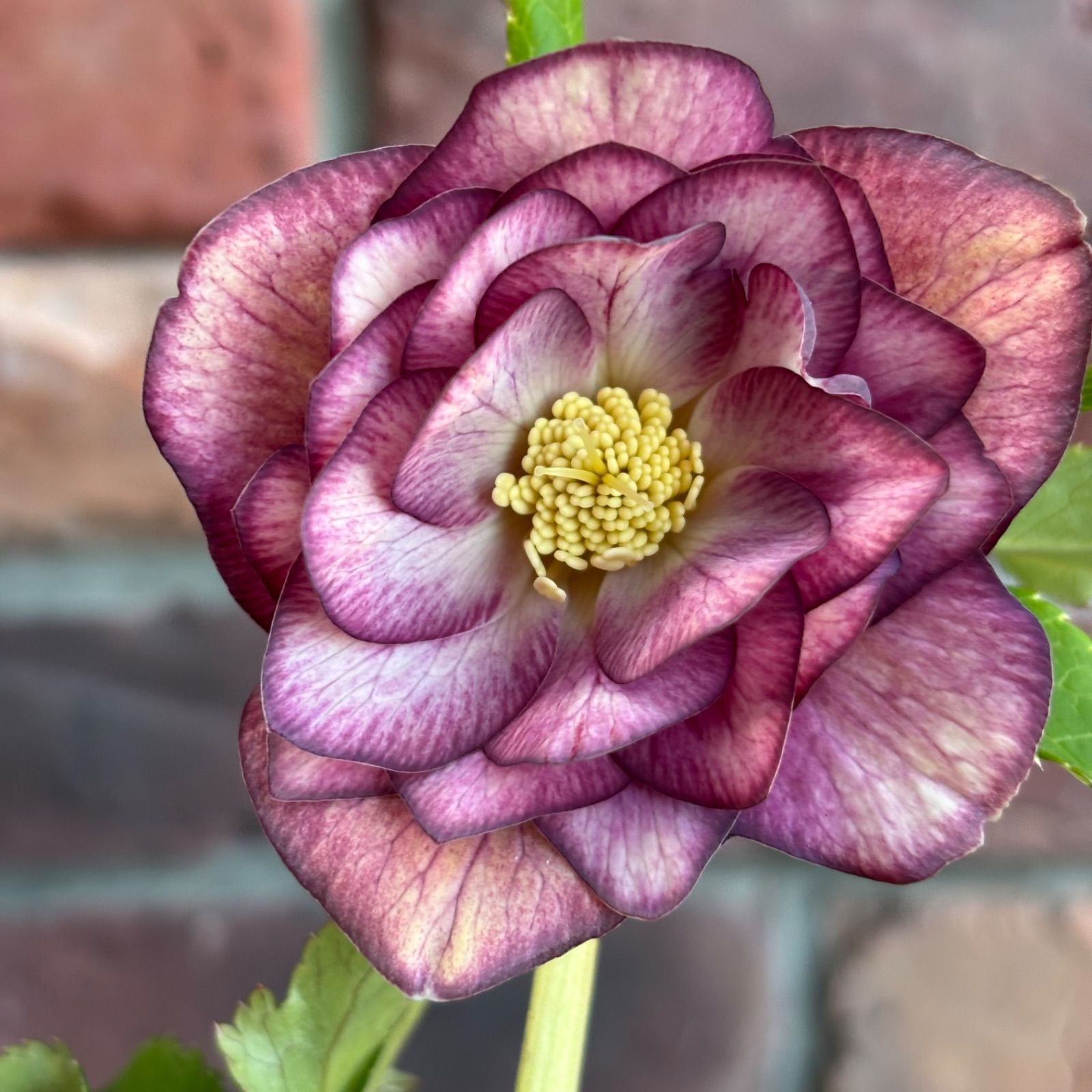 現品開花株】 クリスマスローズ ゴールド系ダブル咲き 126-2 4.5号