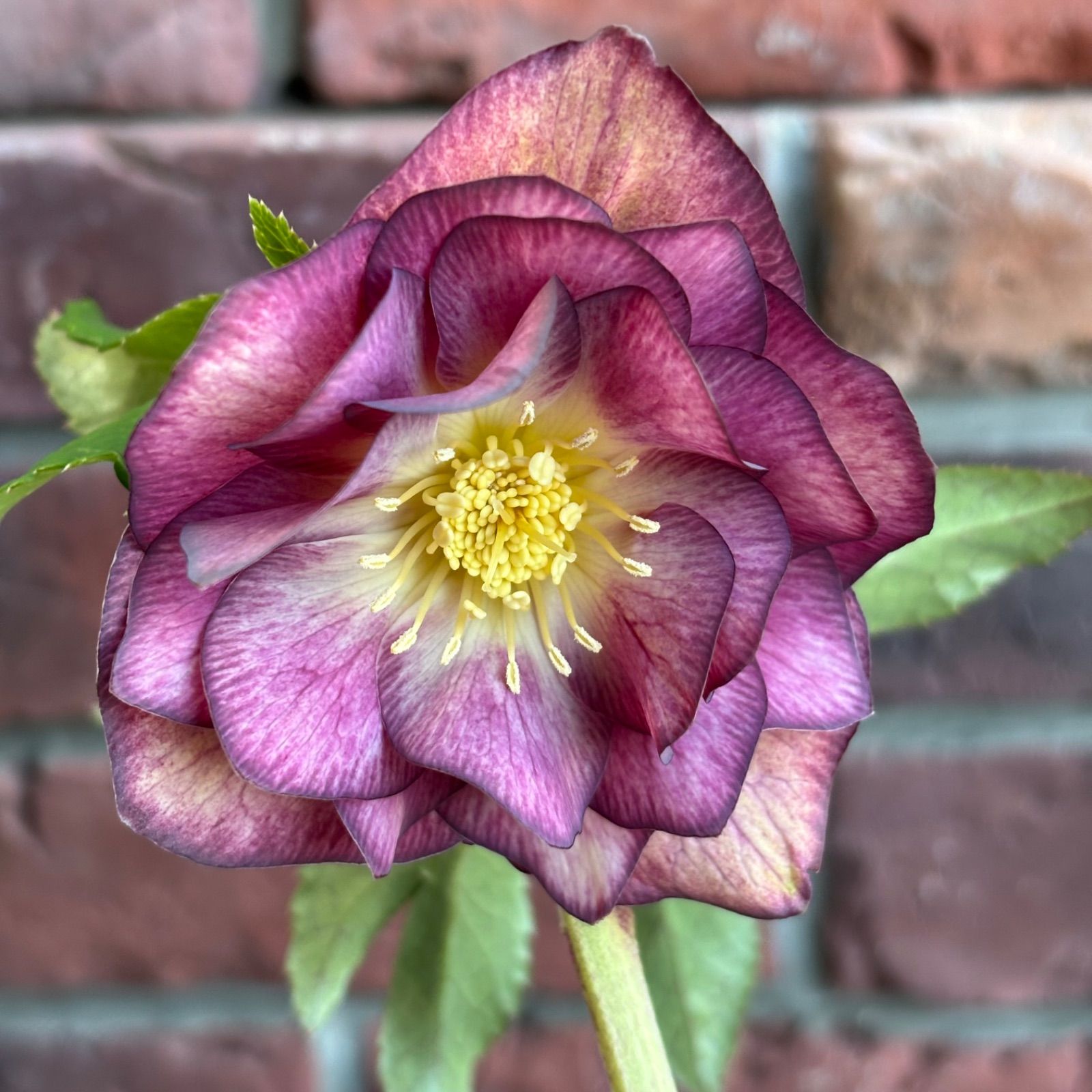 現品開花株】 クリスマスローズ ゴールド系ダブル咲き 126-2 4.5号