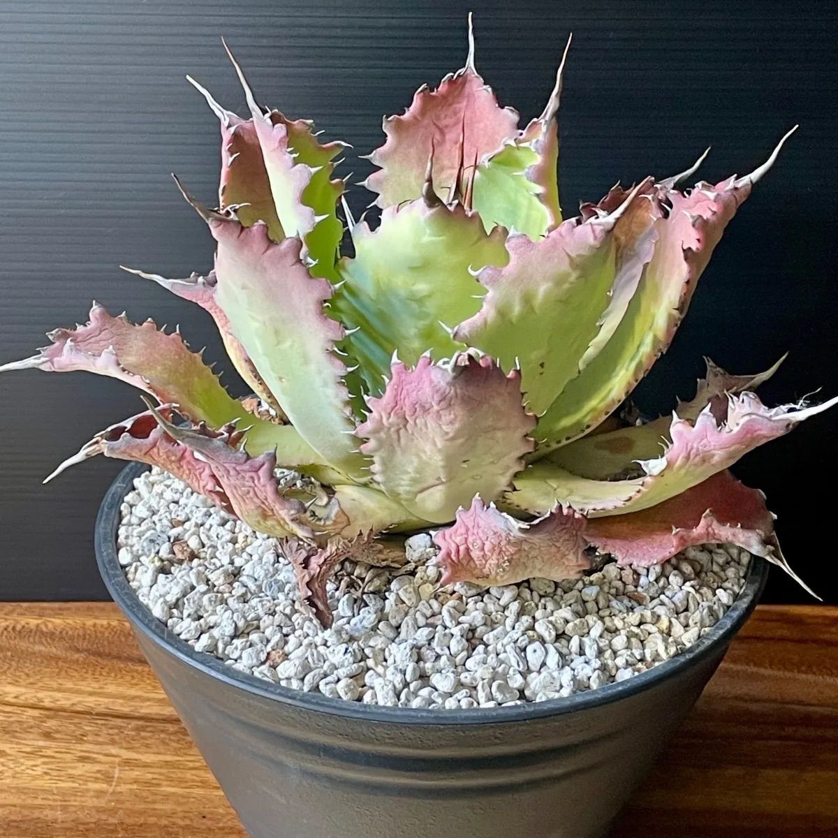 アガベ グアダラハラナ 実生 - メルカリ