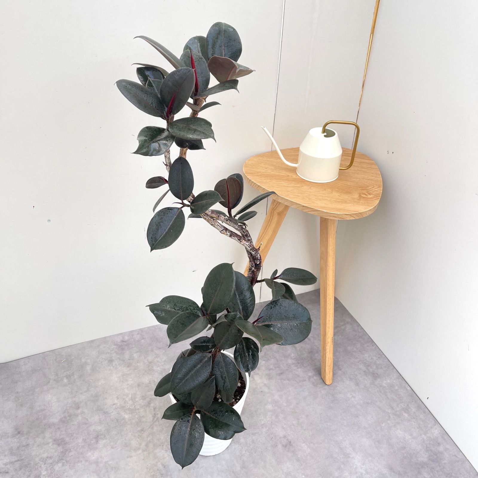 フィカス バーガンディ 曲がり 3【現品】観葉植物 室内 7号 - メルカリ