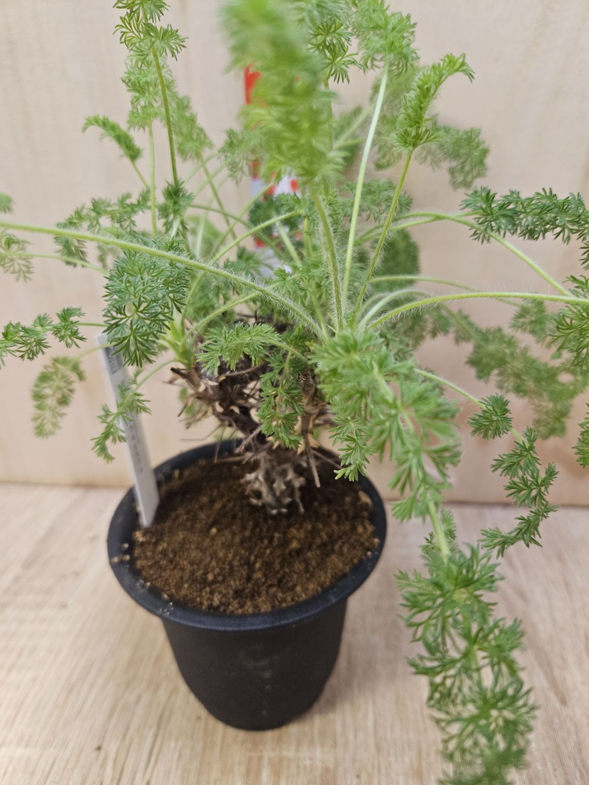 ペラルゴニウム ヒルツム - メルカリ