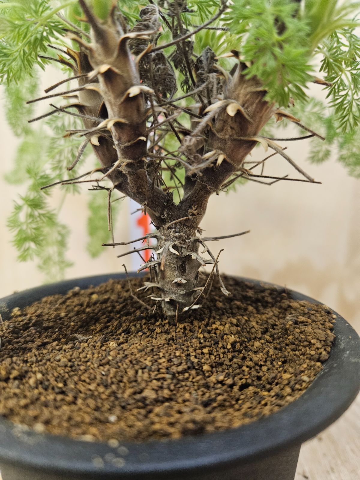 ペラルゴニウム　ヒルツム　No.001　鉢、送料込　メルカリ便 ペラルゴニウム ヒルツム - メルカリ