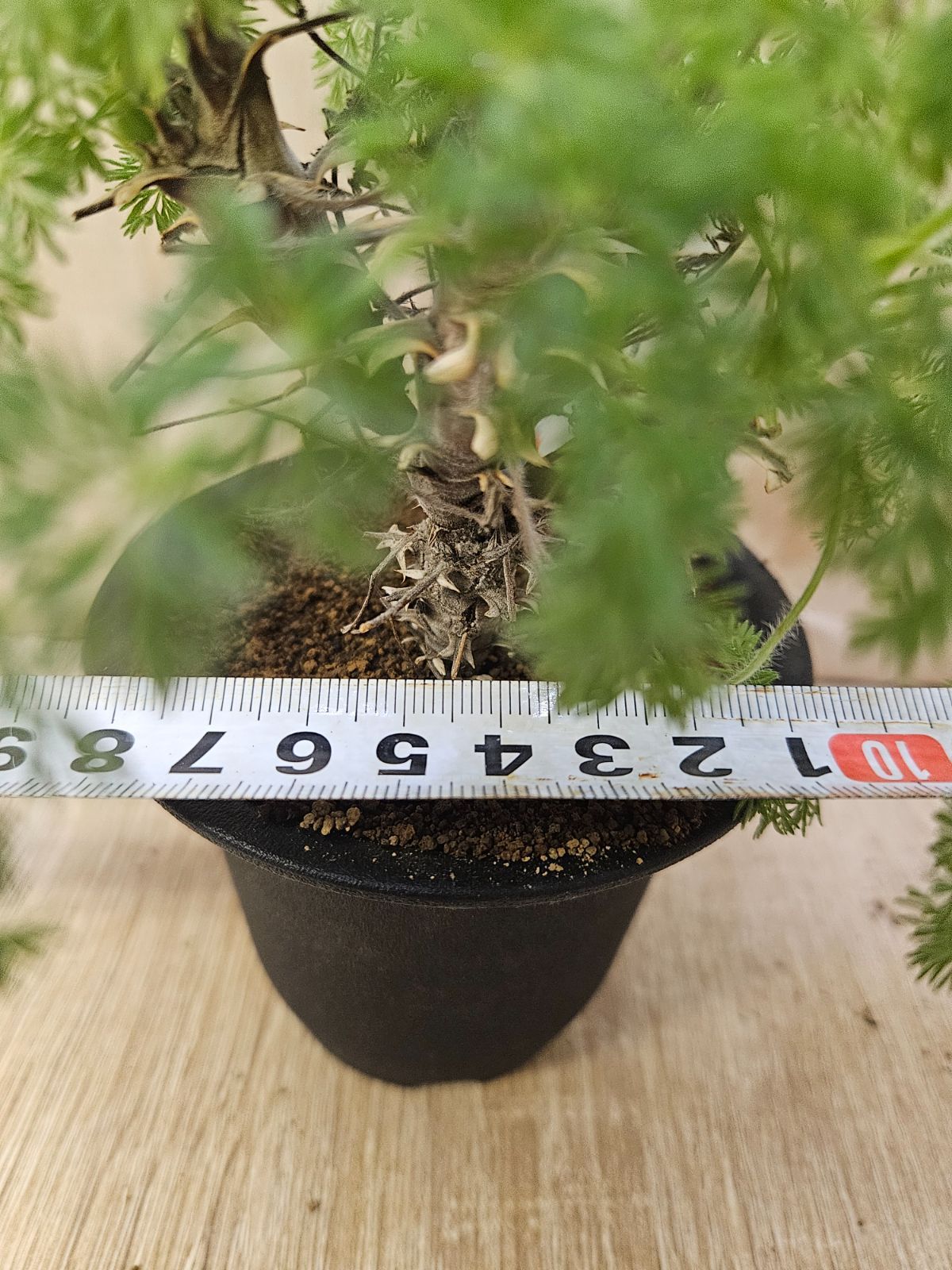 ペラルゴニウム ヒルツム - メルカリ