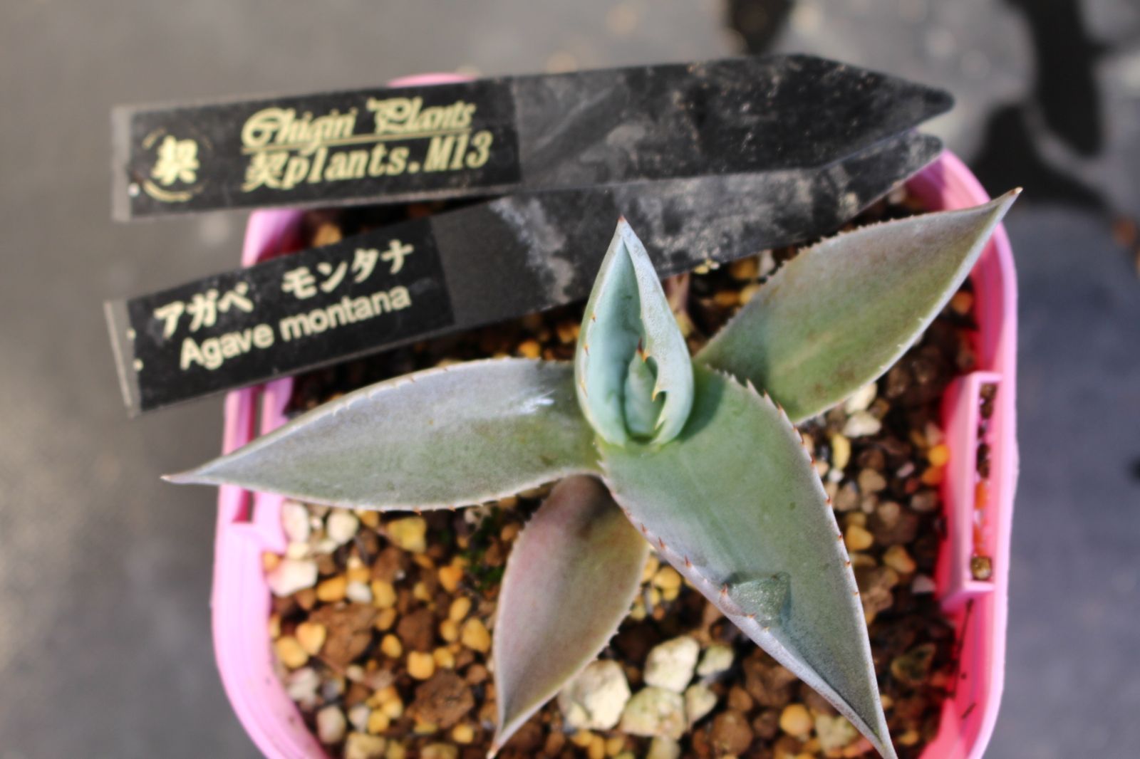 アガベ モンタナ / agave montana 信州実生13 - メルカリ