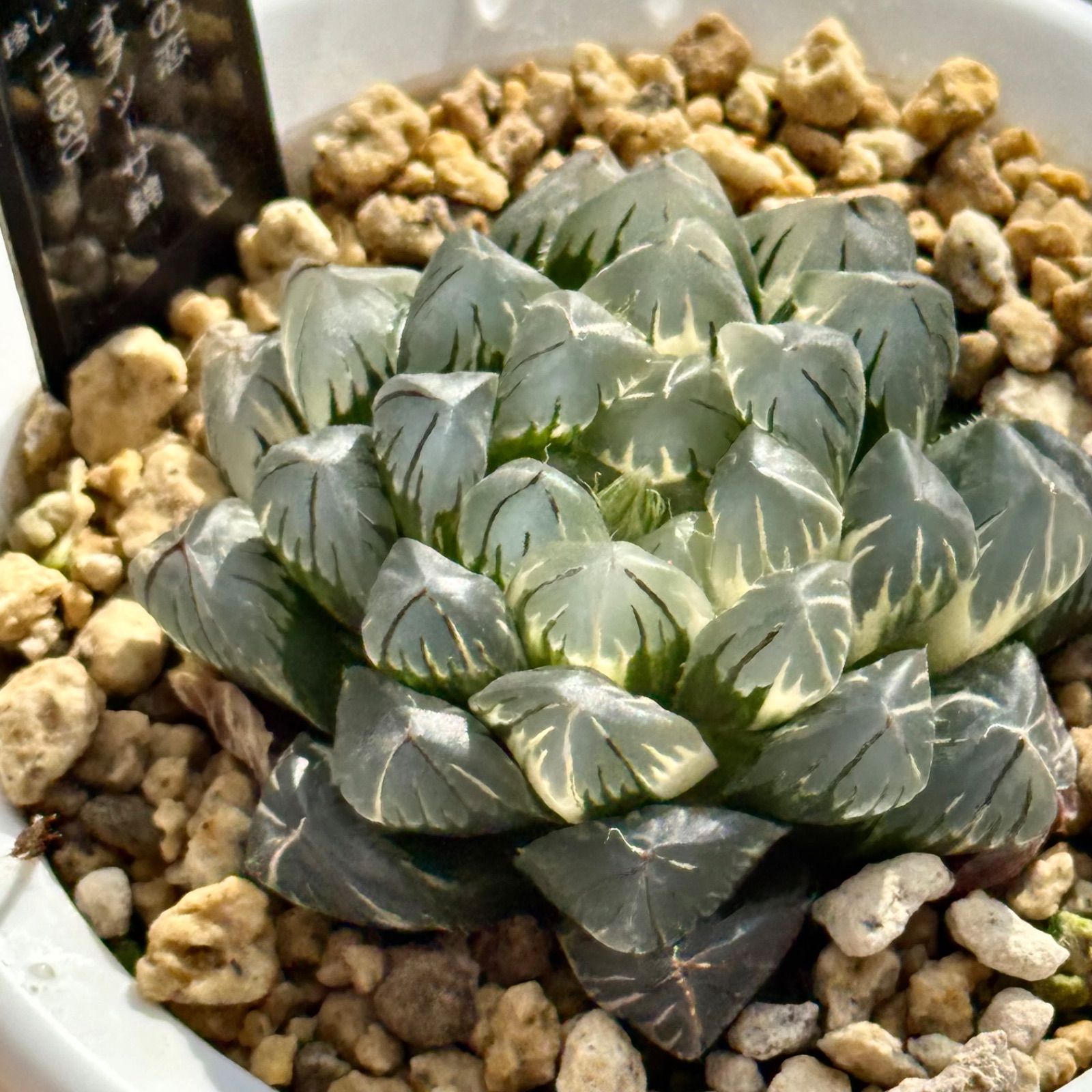 観葉植物 氷ノ恋 オブツーサ錦 H1930
