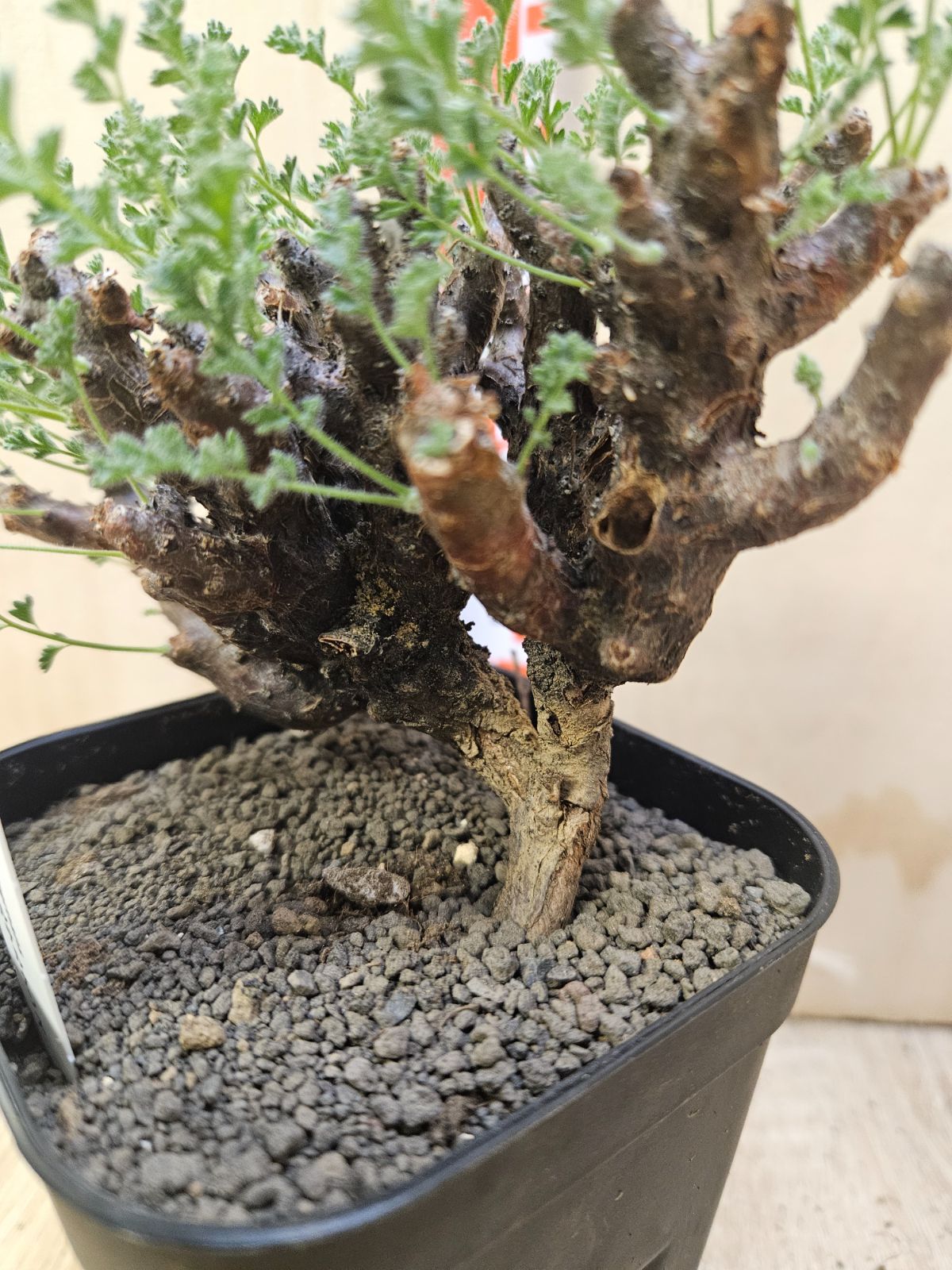 ペラルゴニウム アルテルナンス - メルカリ