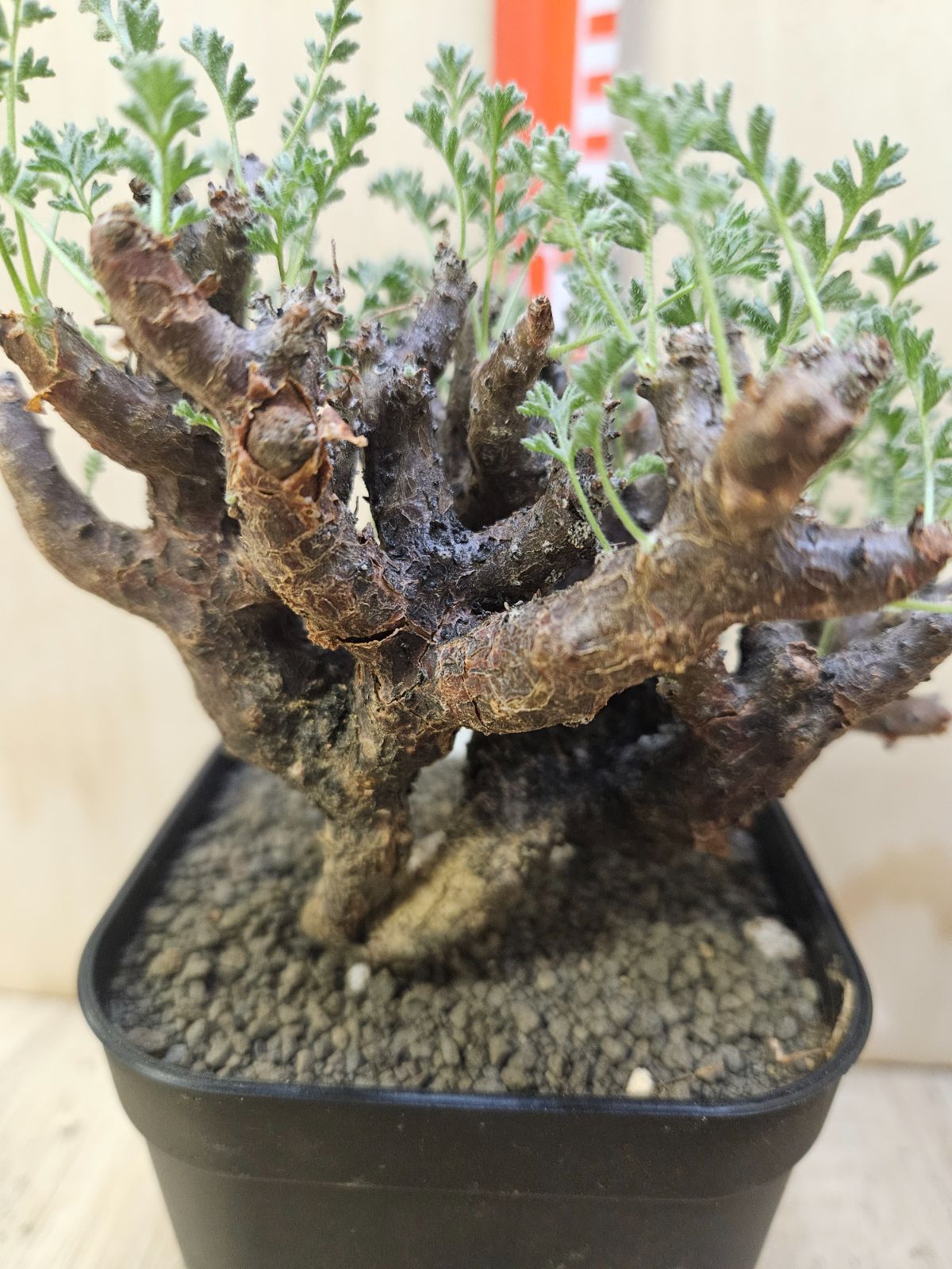 ペラルゴニウム アルテルナンス - メルカリ