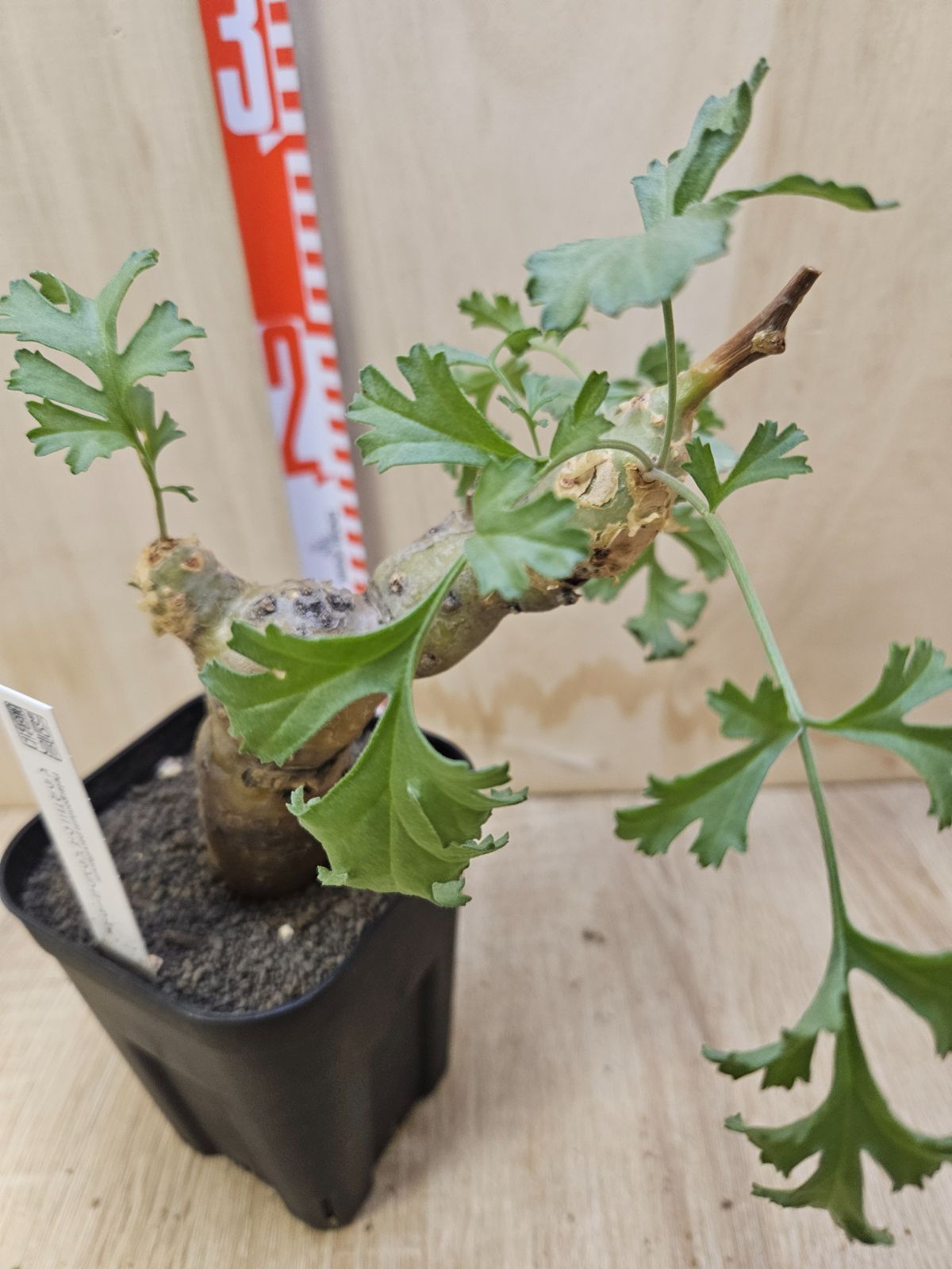 ペラルゴニウム パラビフローラム - メルカリ