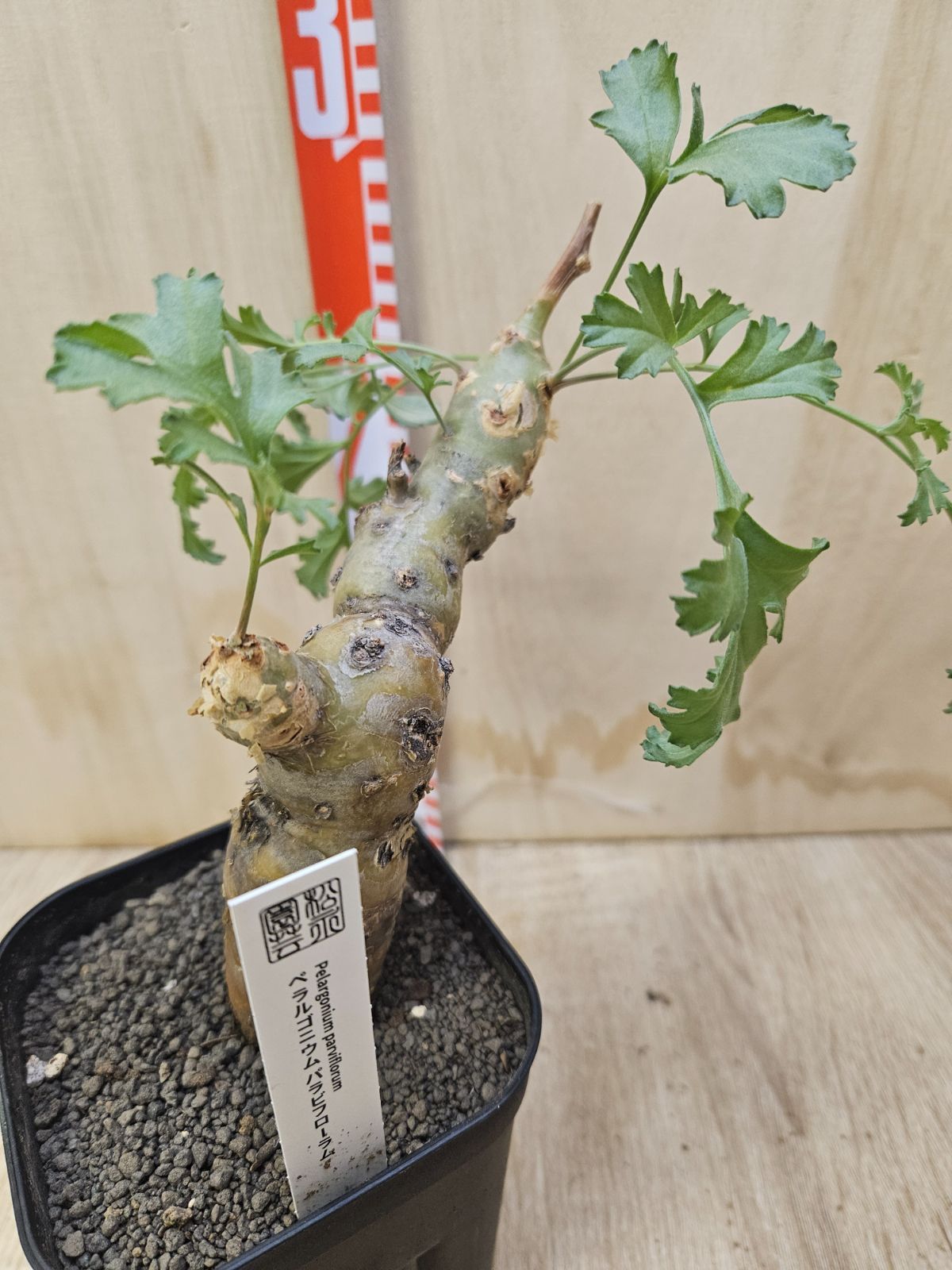 ペラルゴニウム パラビフローラム - メルカリ