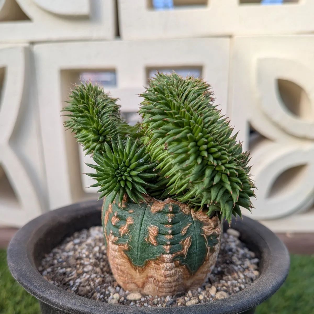 多肉植物ユーフォルビア スザンナエ（瑠璃晃）綴化 - メルカリ