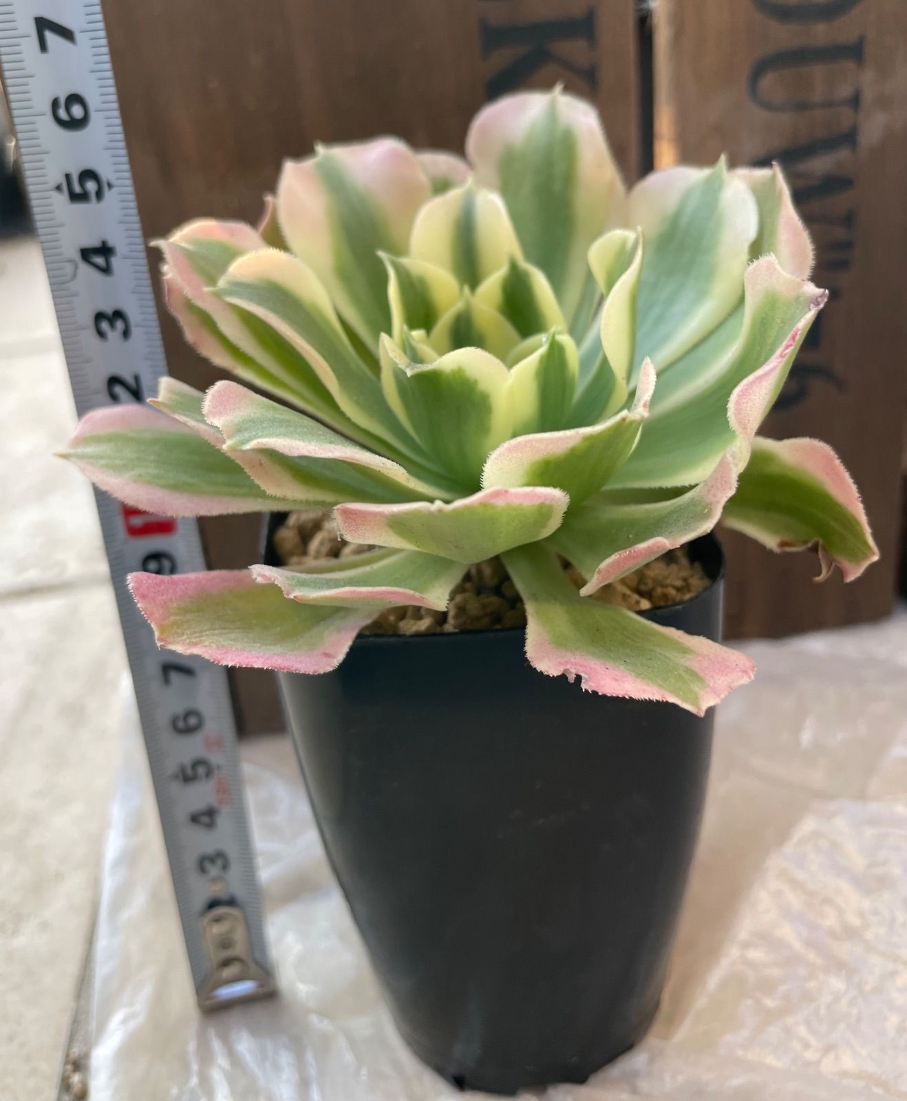 リバーストーン アエオニウム 白鳳 多肉植物 抜き苗 大きめ - メルカリ