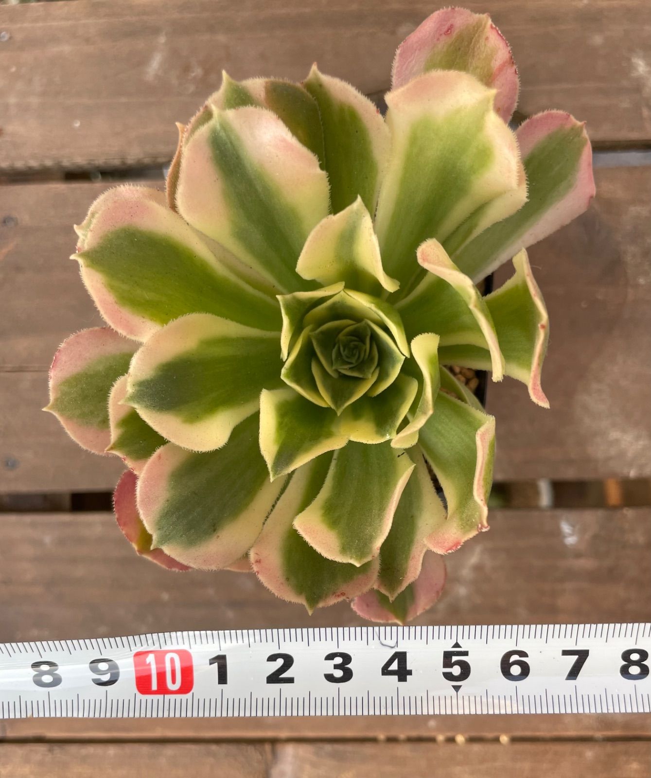 リバーストーン アエオニウム 白鳳 多肉植物 抜き苗 大きめ - メルカリ