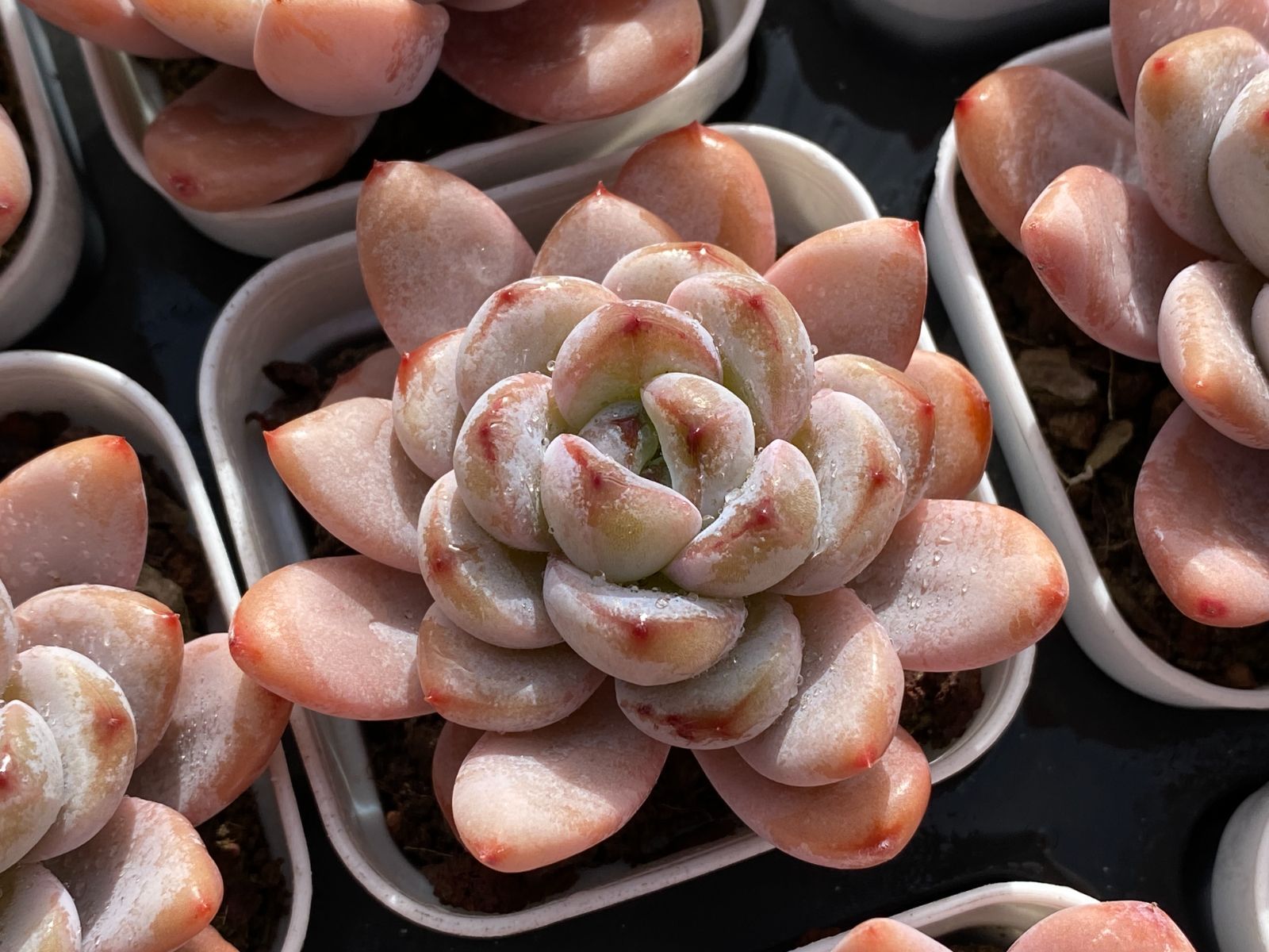 32鉢の土鉢付きセット】スタースノー 多肉植物 佐川急便発送