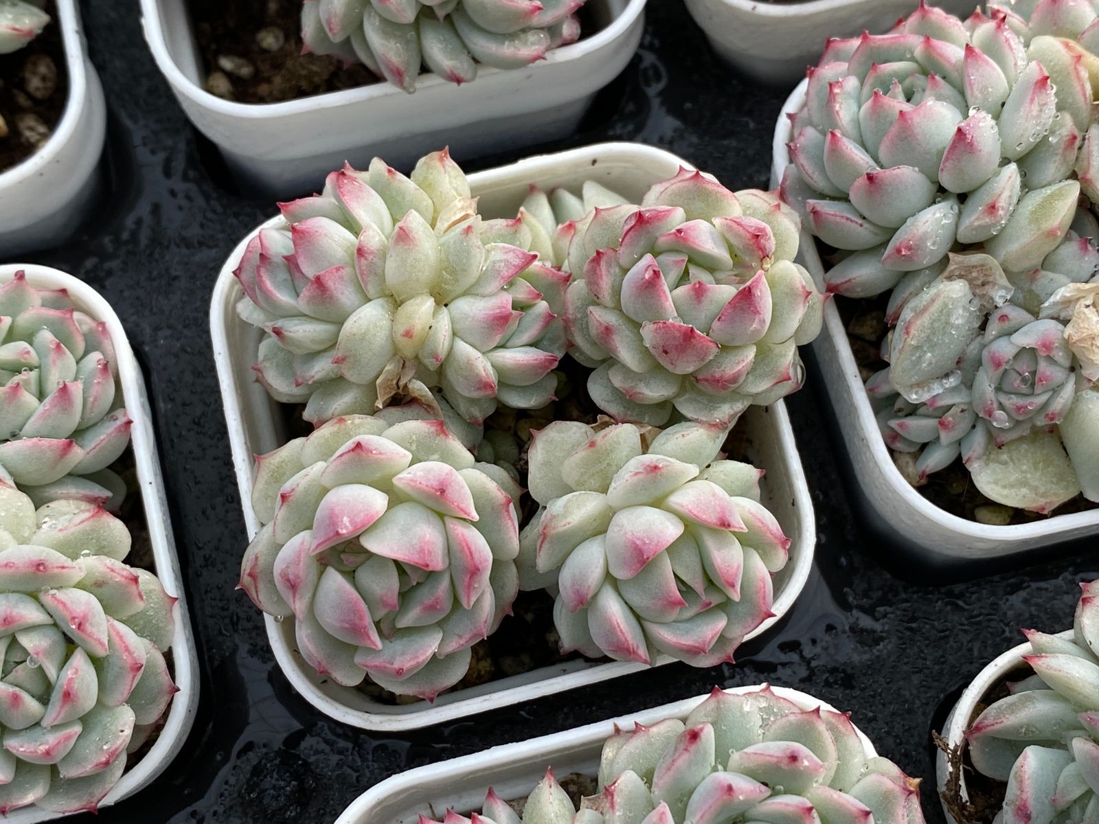 48鉢の土鉢付きセット】浅グリーン・ホワイト美人 多肉植物 佐川急便