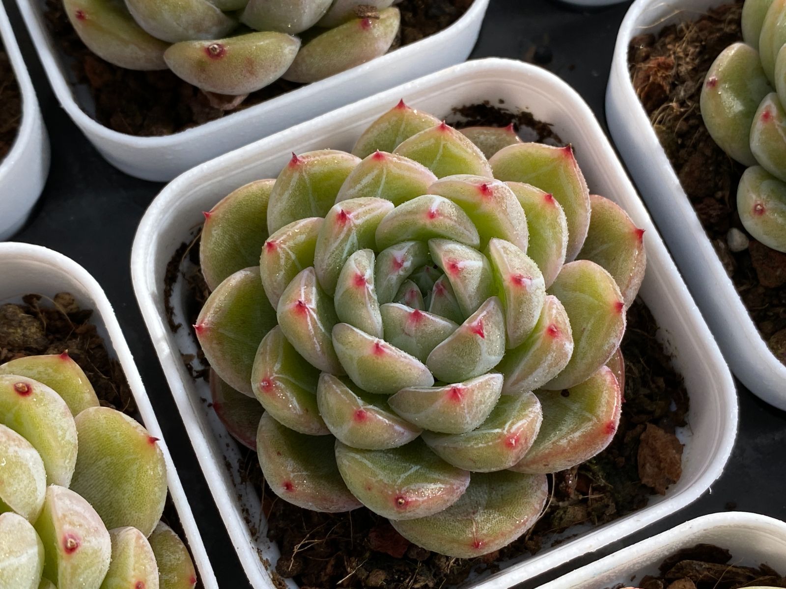 32鉢の土鉢付きセット】スノージェニー 多肉植物 佐川急便発送