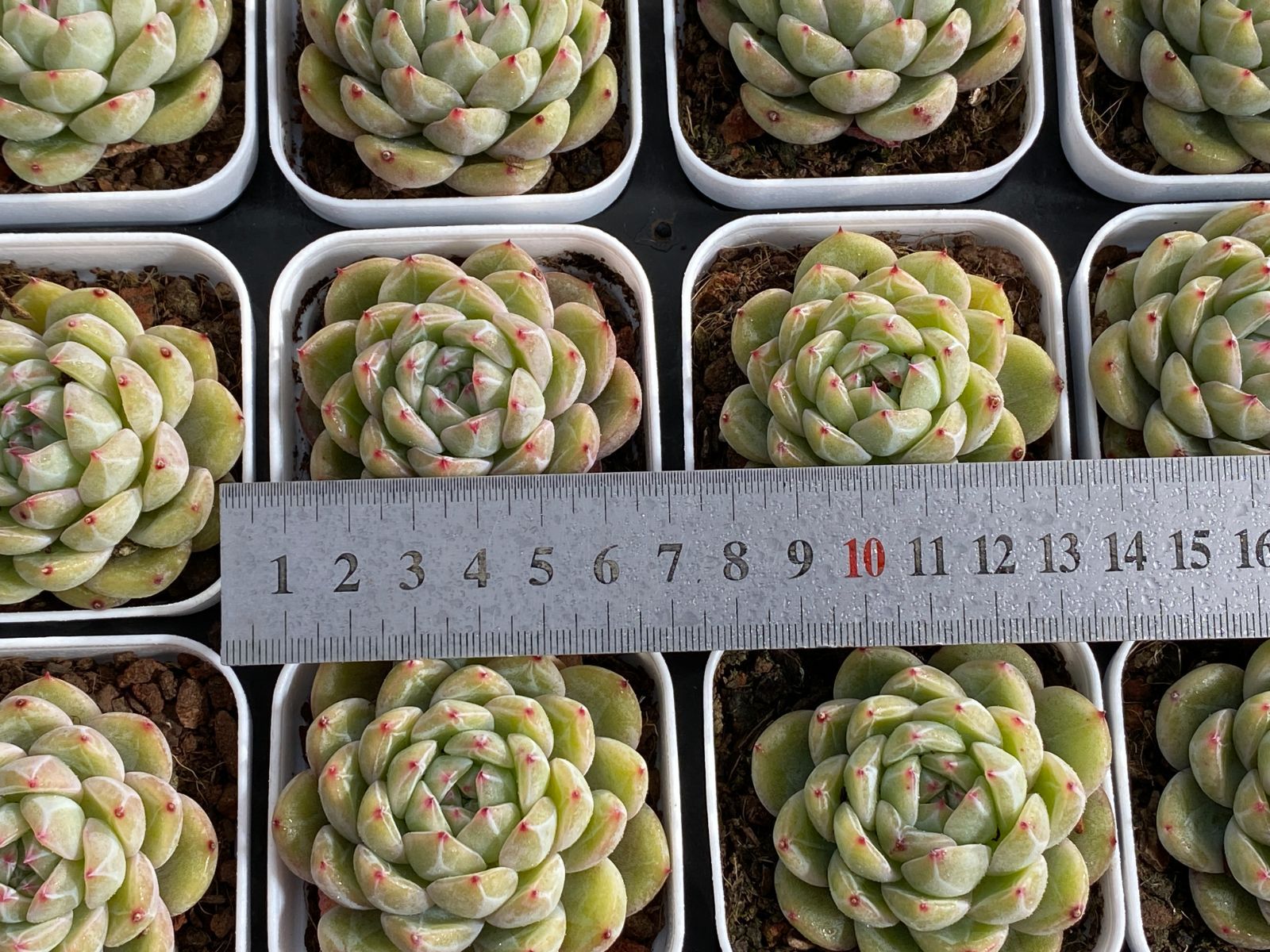 32鉢の土鉢付きセット】スノージェニー 多肉植物 佐川急便発送