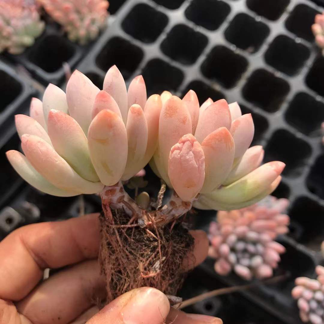 新発売 X509 オレンジ美人 72苗セット 土と根付き 多肉植物 エケベリア