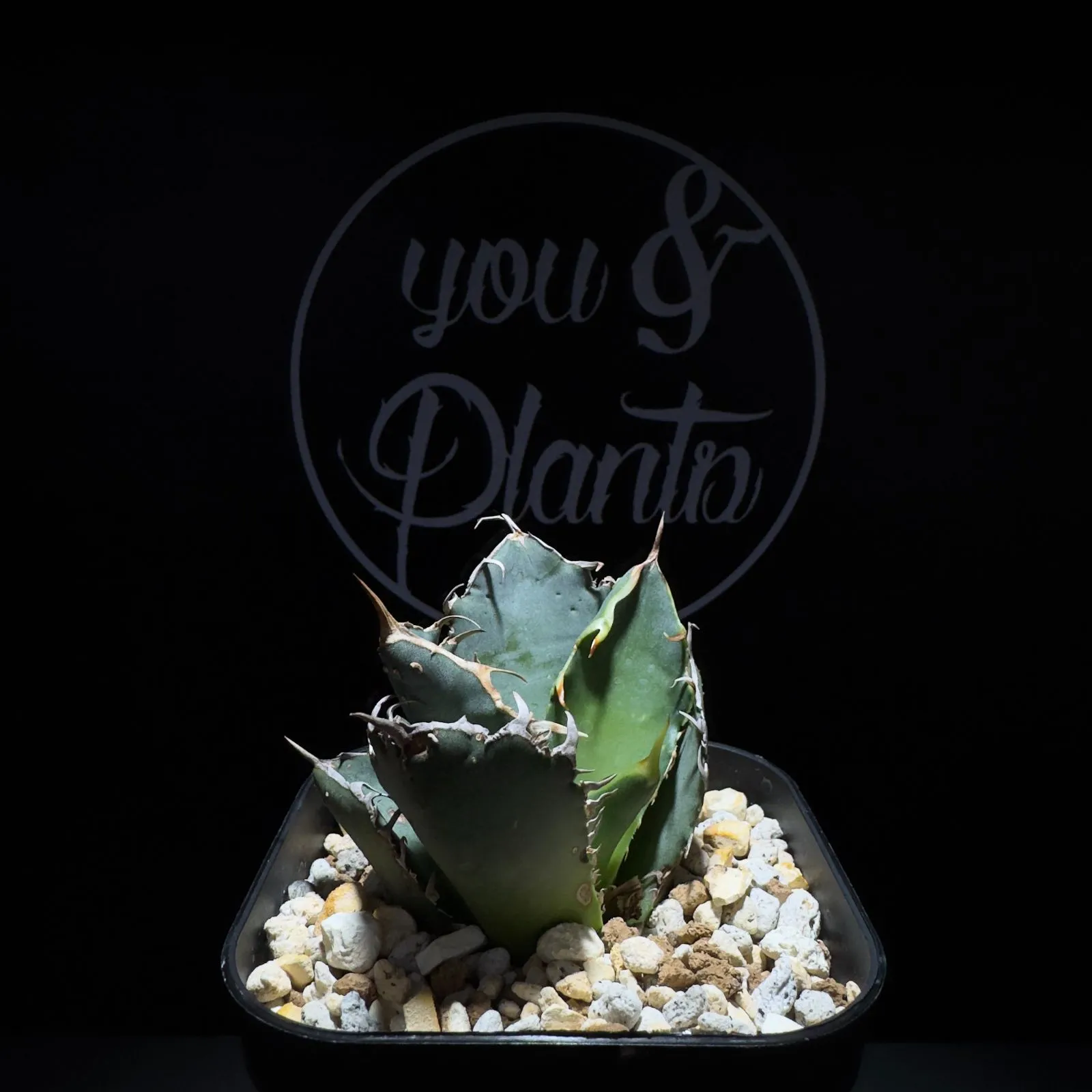 2026年最新】アガベトトロの人気アイテム - メルカリ