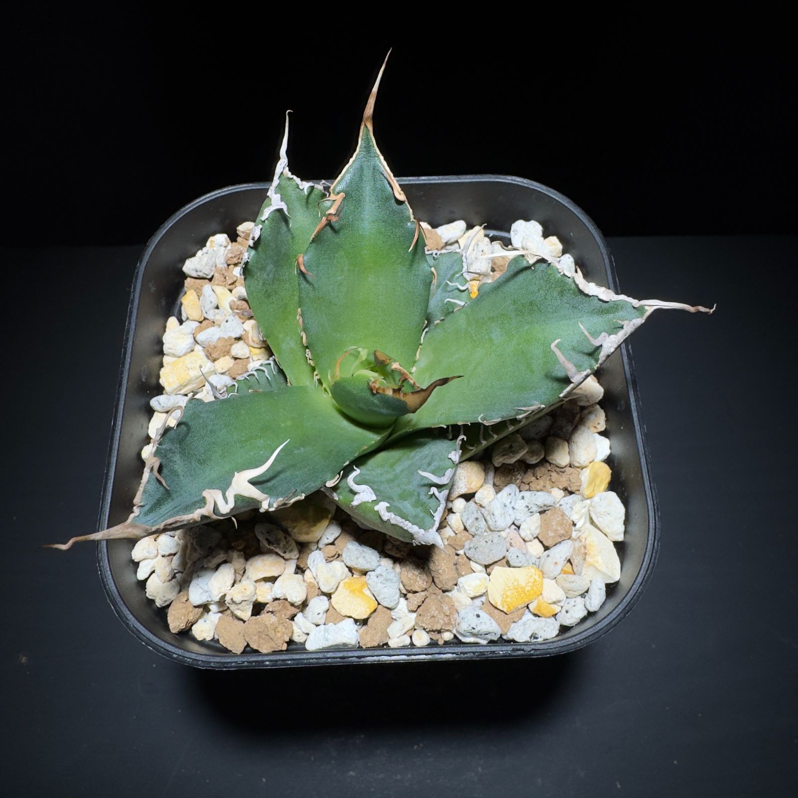 agave eborispina × titanota BB アガベ ハイブリッド エボリスピナ