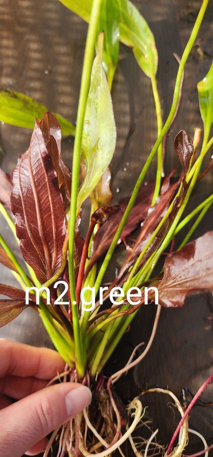 特大】エキノドルス レッドデビル 1株 - メルカリ