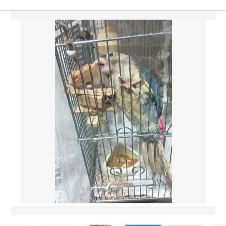 kk3 インコ オオム カジカジ、ガジガジおもちゃセット かじり木 - メルカリ