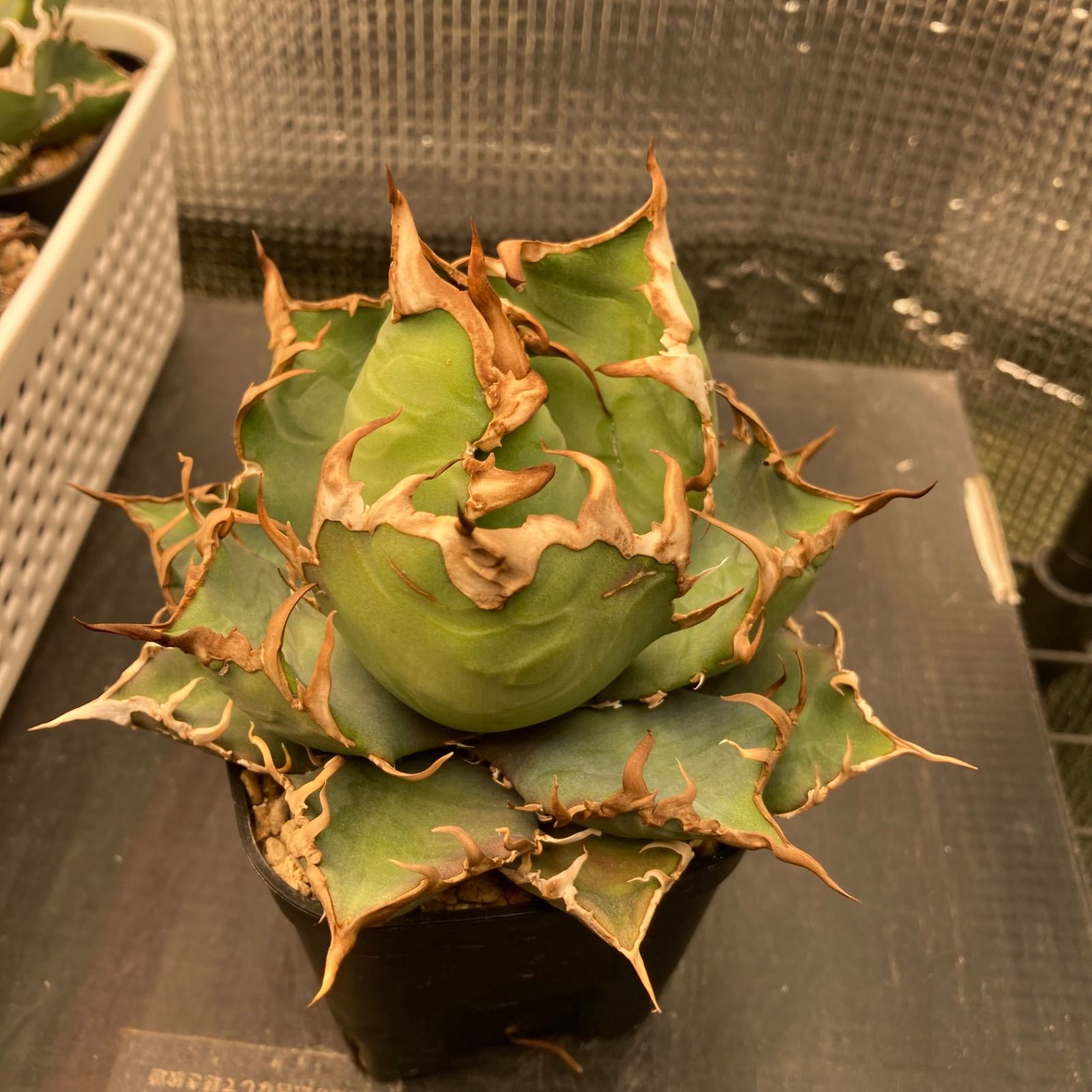 21 アガベ チタノタ オテロイ シーザー - メルカリ