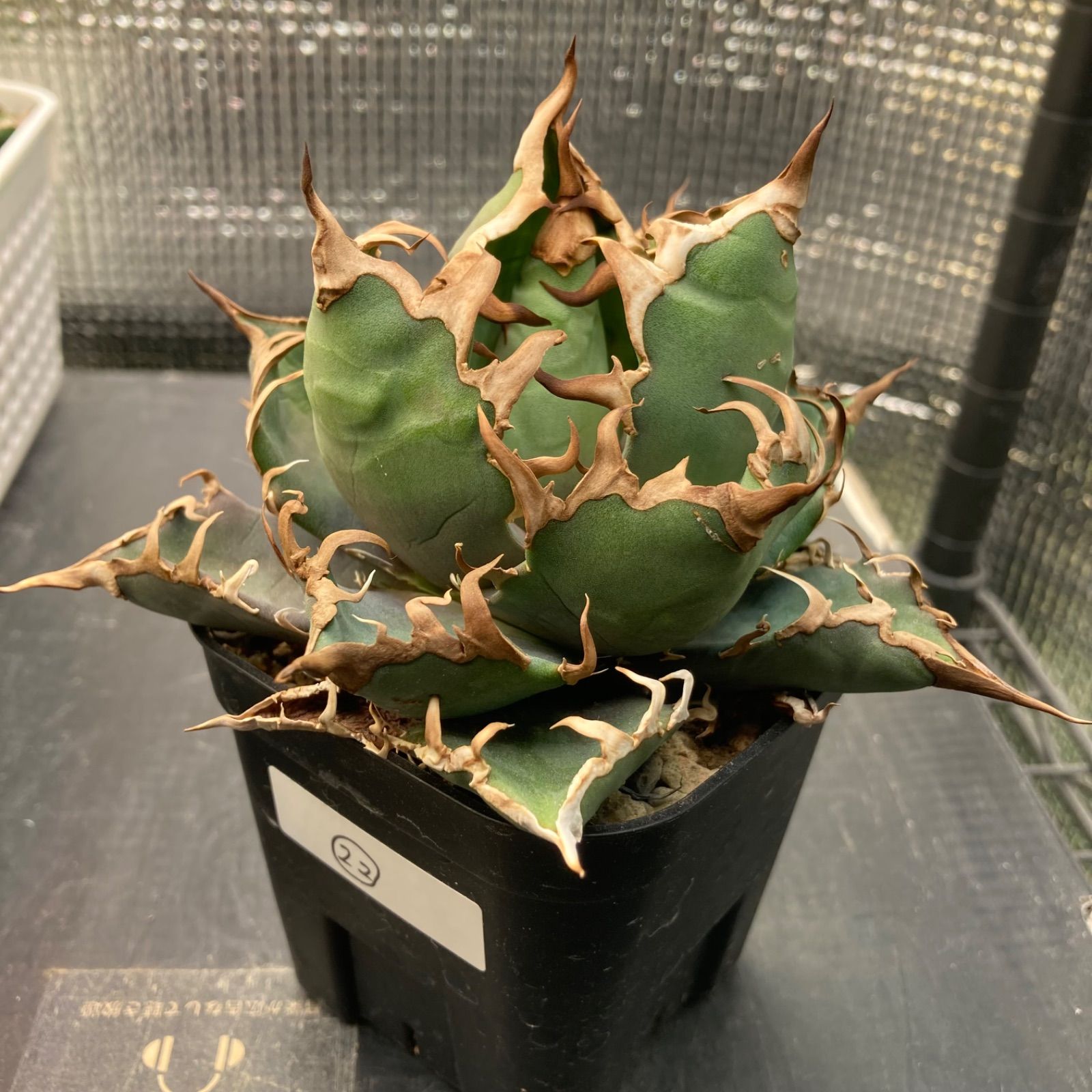 22 アガベ チタノタ オテロイ シーザー - メルカリ