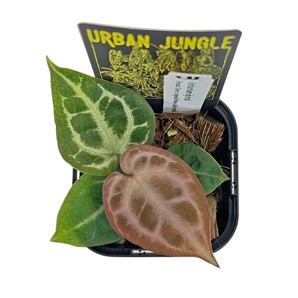 アンスリウム ハイブリット (DSxADxRC) 実生株 3.5号 アーバン