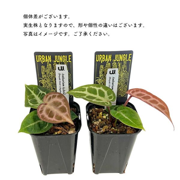 アンスリウム ハイブリット (DSxADxRC) 実生株 3.5号 アーバン