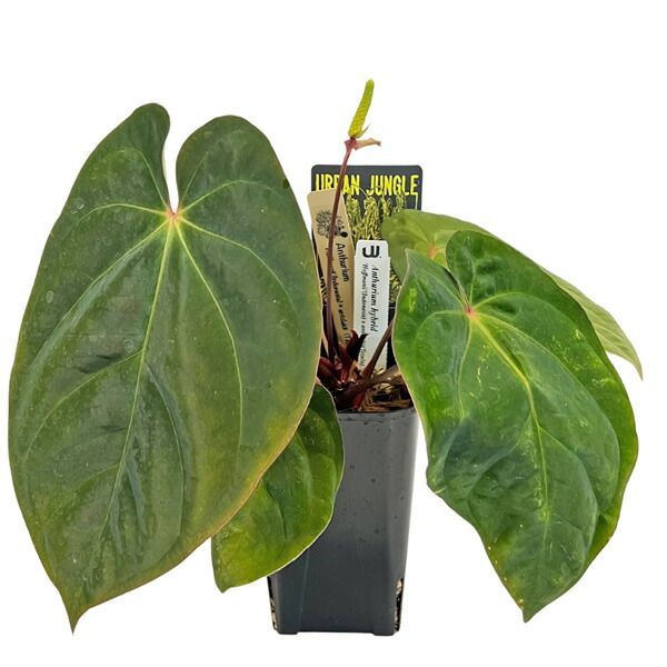 現品 アンスリウム ハイブリット ホフマニー アントラキー 3.5号