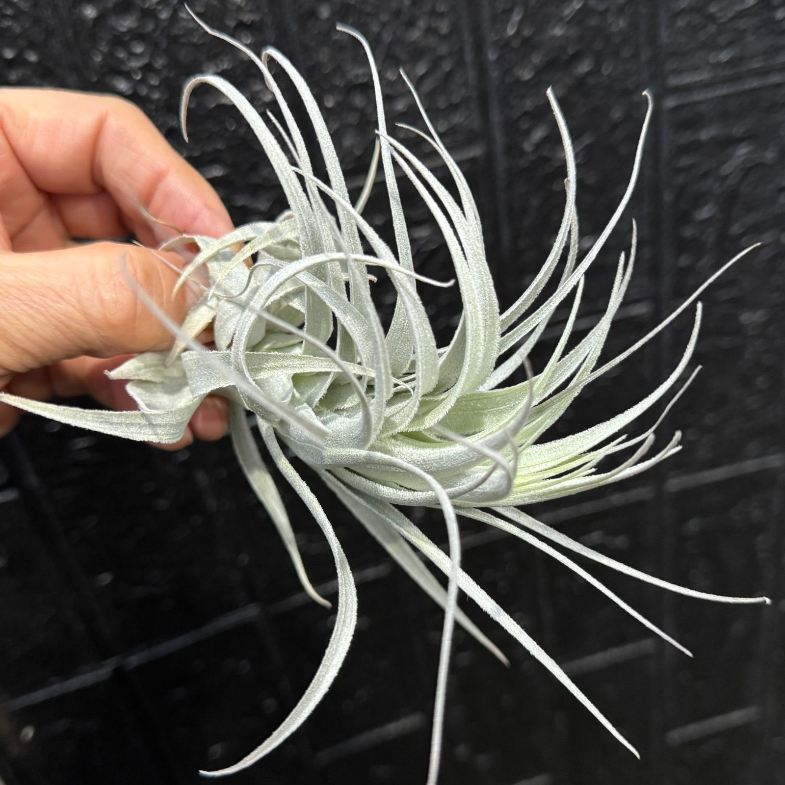 現品＊ チランジア チャペウエンシス チュリフォルミス Tillandsia