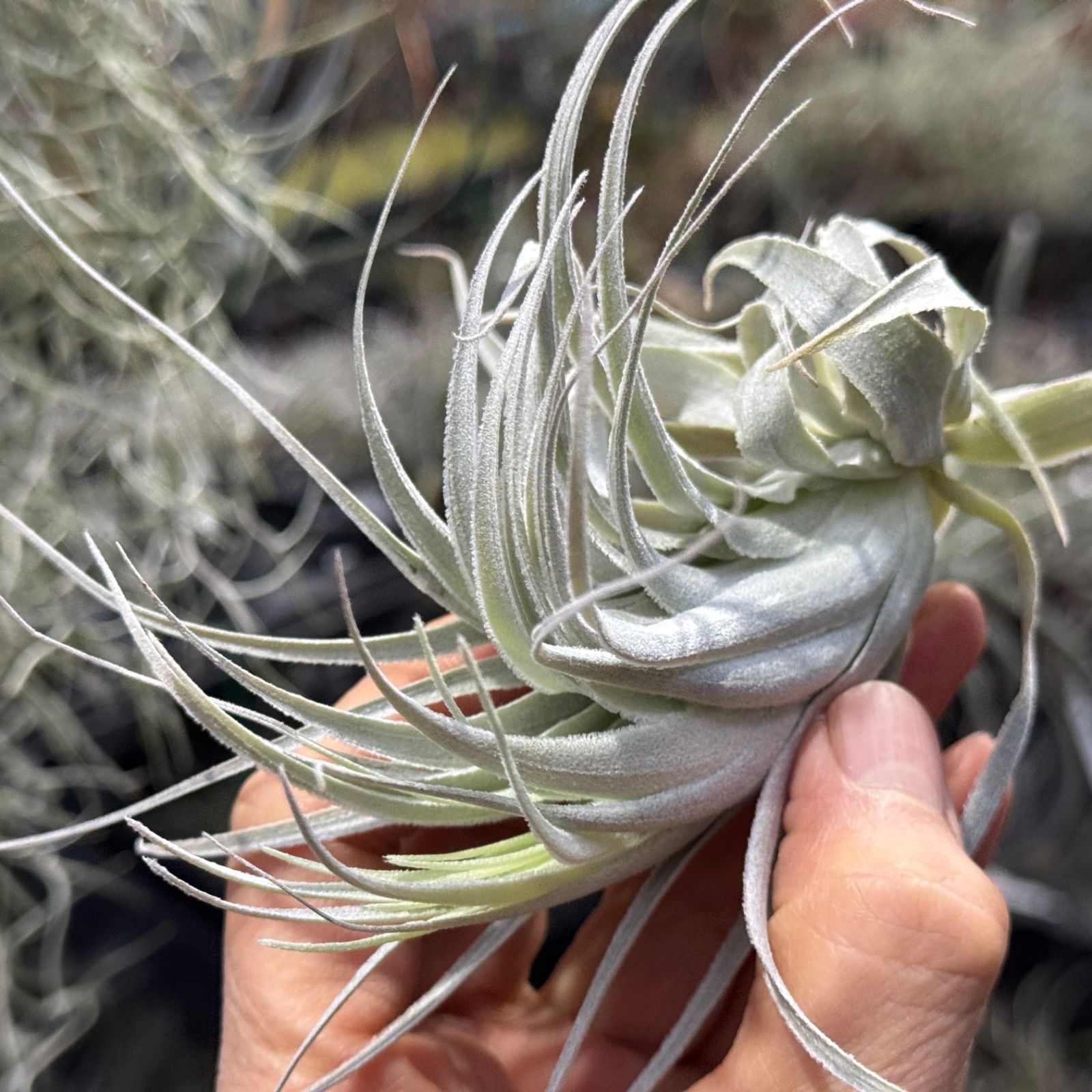 現品＊ チランジア チャペウエンシス チュリフォルミス Tillandsia