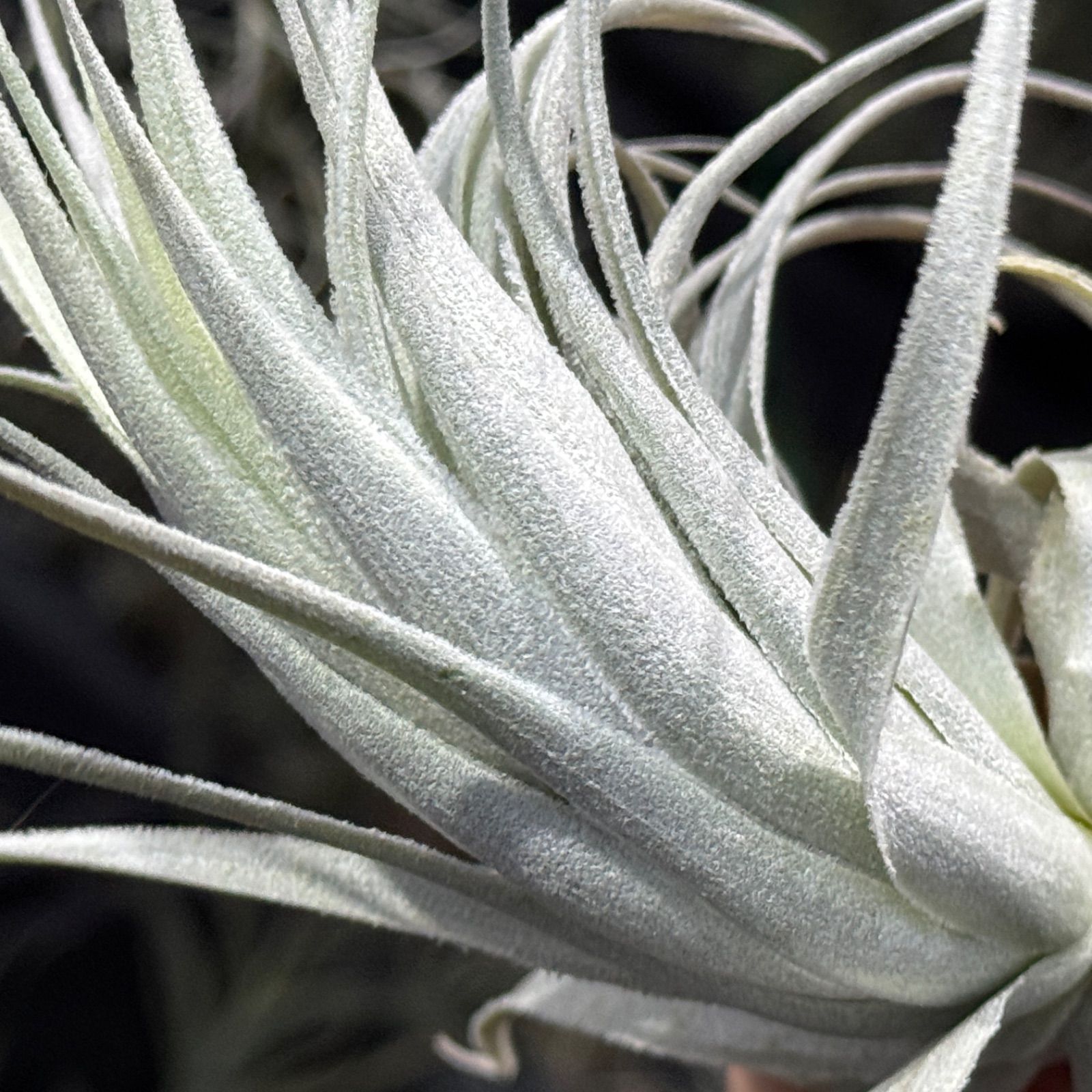 現品＊ チランジア チャペウエンシス チュリフォルミス Tillandsia