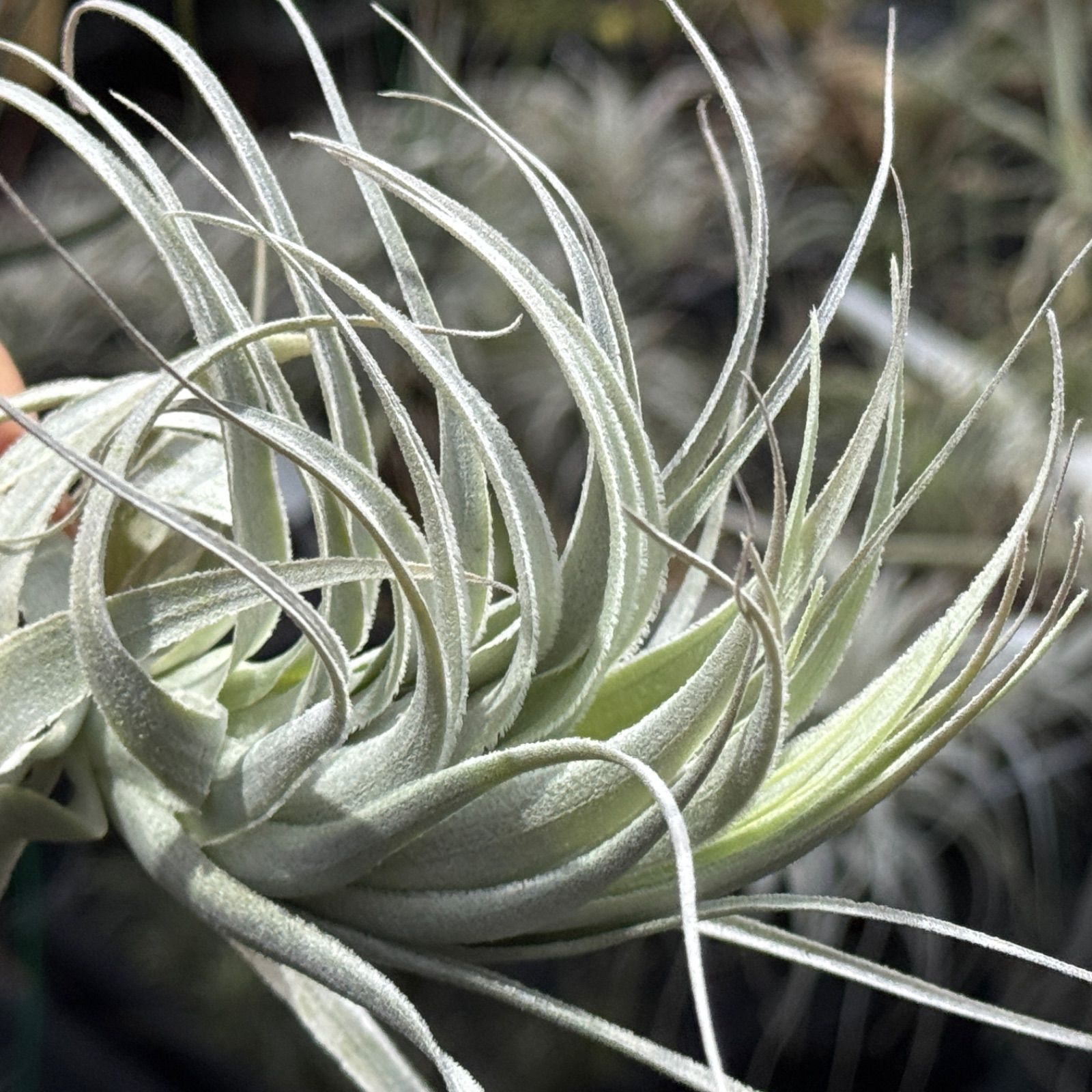現品＊ チランジア チャペウエンシス チュリフォルミス Tillandsia