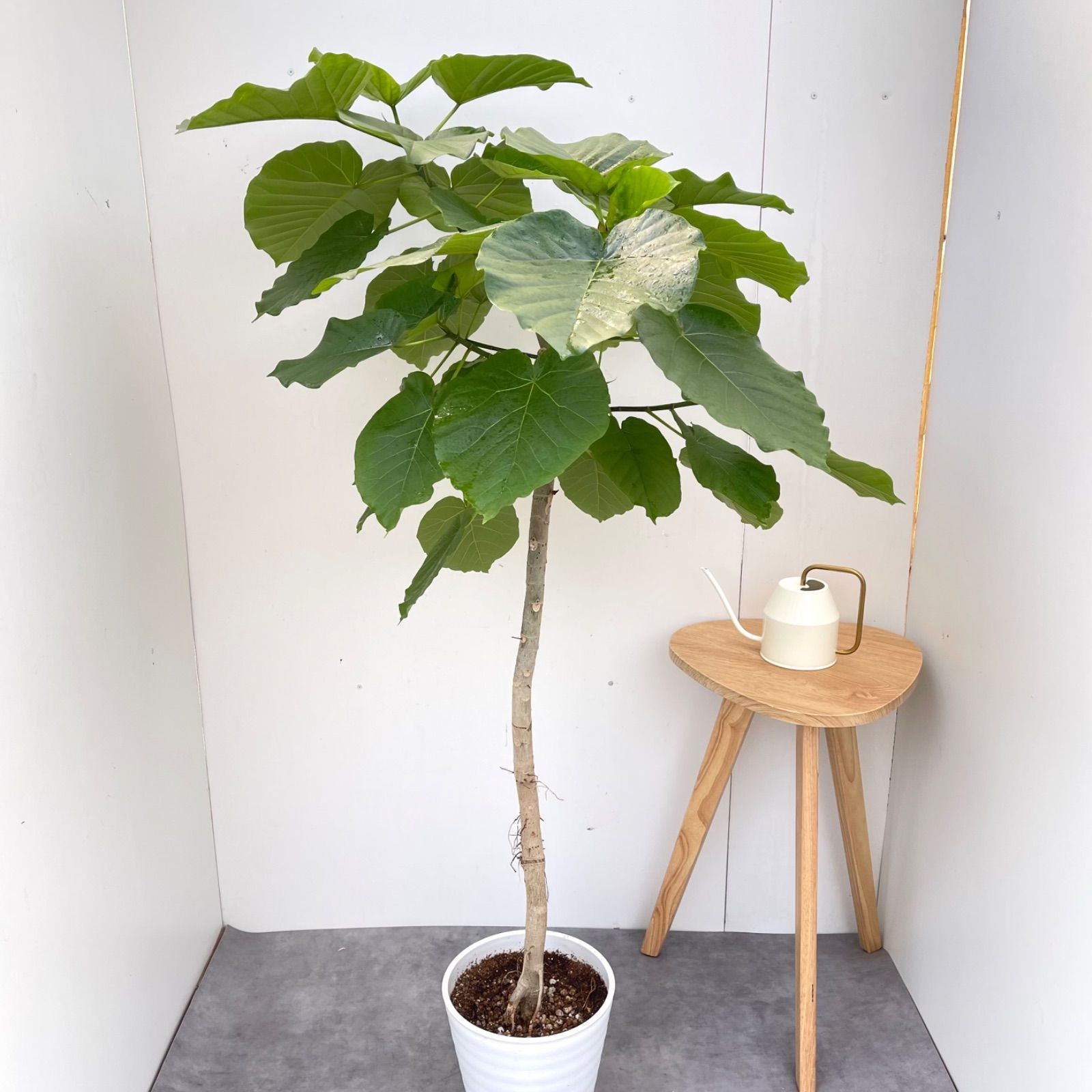 フィカス ウンベラータ 曲がり 19【現品】観葉植物 室内 大型 - メルカリ