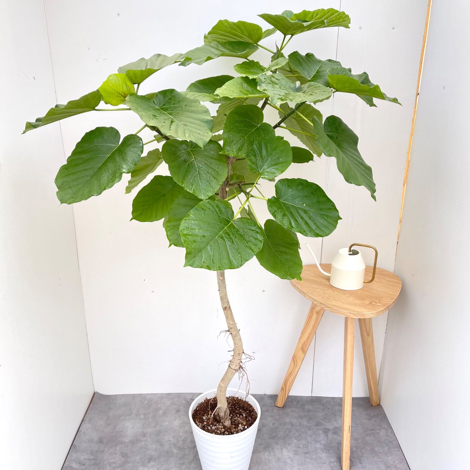 フィカス ウンベラータ 曲がり 19【現品】観葉植物 室内 大型 - メルカリ