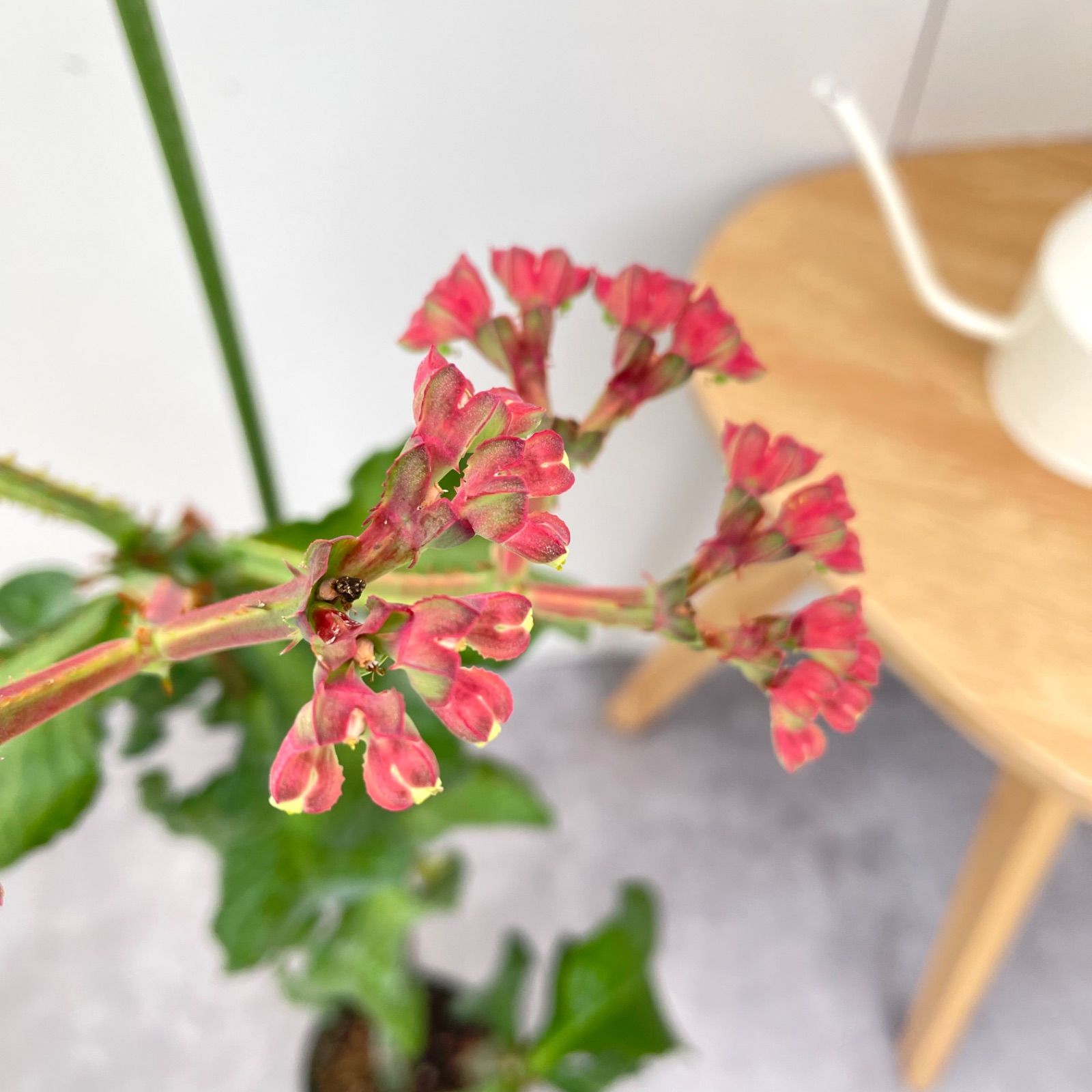 モナデニウム マグニフィカム 挿し木 4【現品】☆希少☆ 観葉植物 塊根